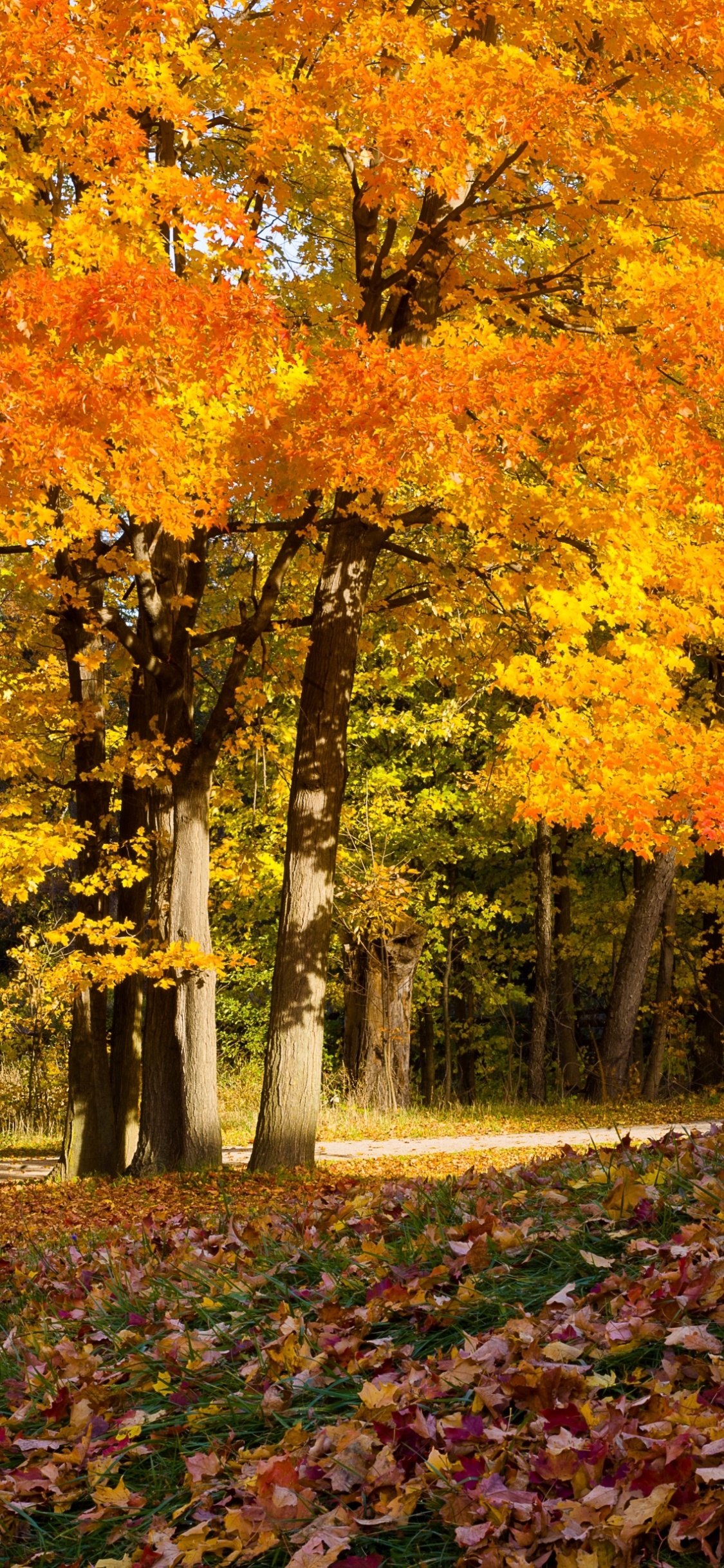 Brown and Yellow Leaves on Ground. Wallpaper in 1125x2436 Resolution