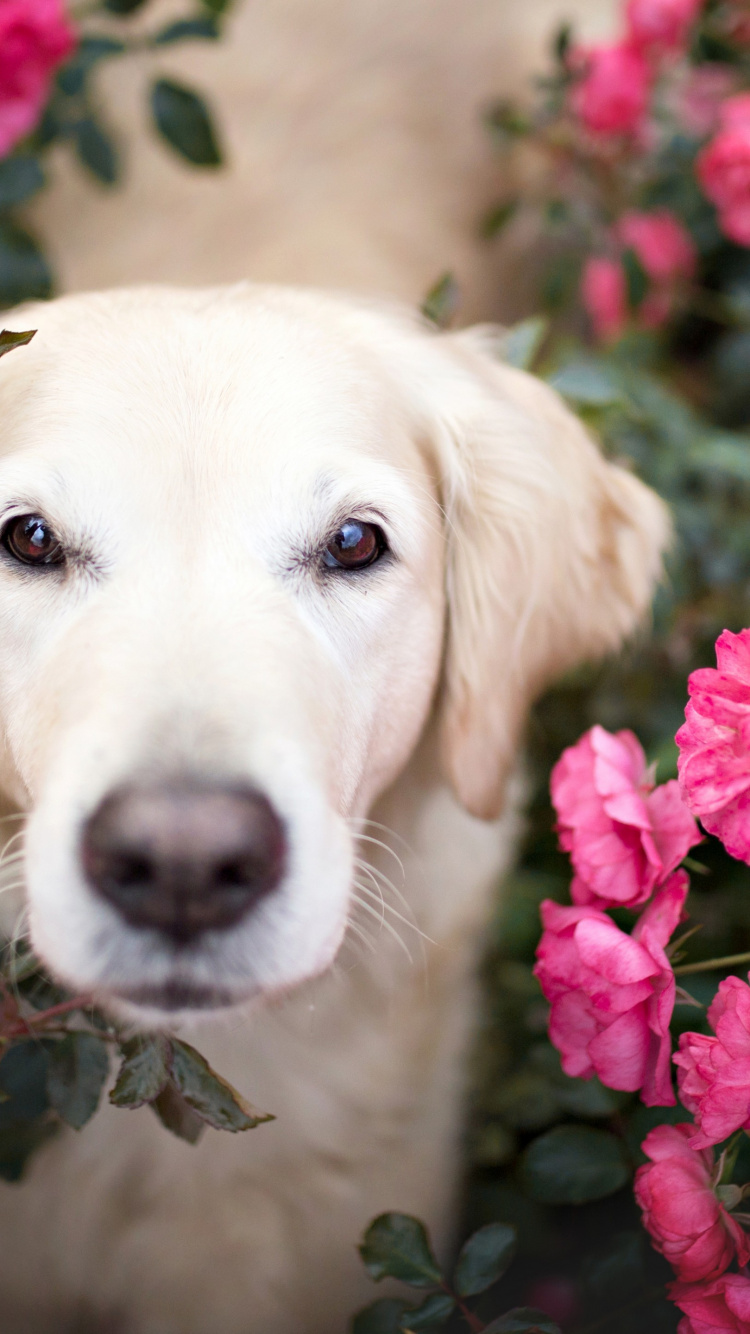 Roses Golden Retriever, Golden Retriever, Chiot, Papillon Chien, Retriever. Wallpaper in 750x1334 Resolution