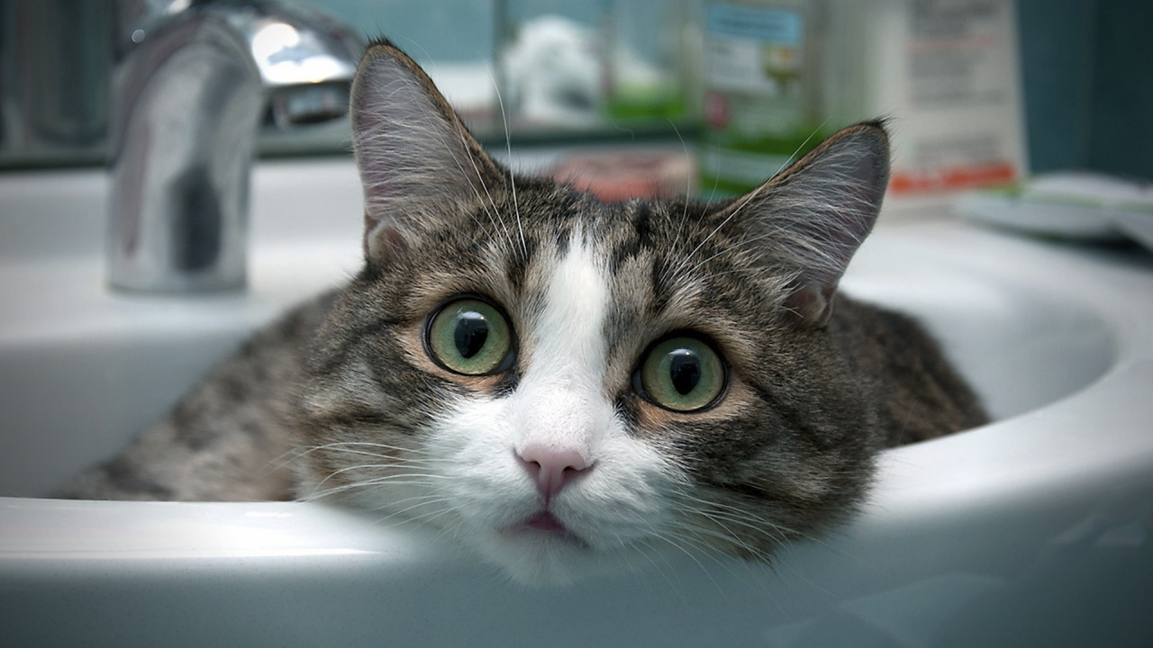 Brown Tabby Cat on White Ceramic Sink. Wallpaper in 1280x720 Resolution