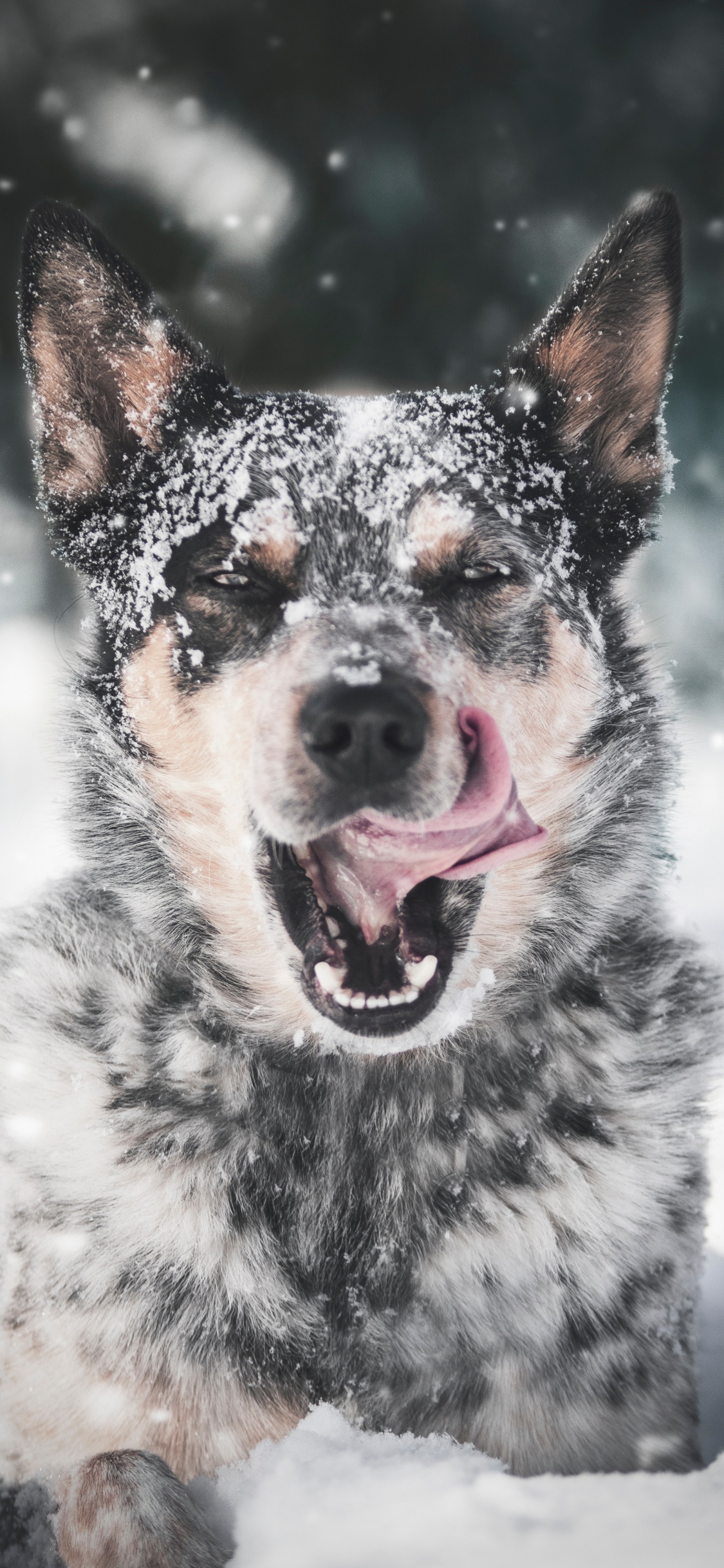 Black and White Short Coated Dog on Snow Covered Ground During Daytime. Wallpaper in 1125x2436 Resolution
