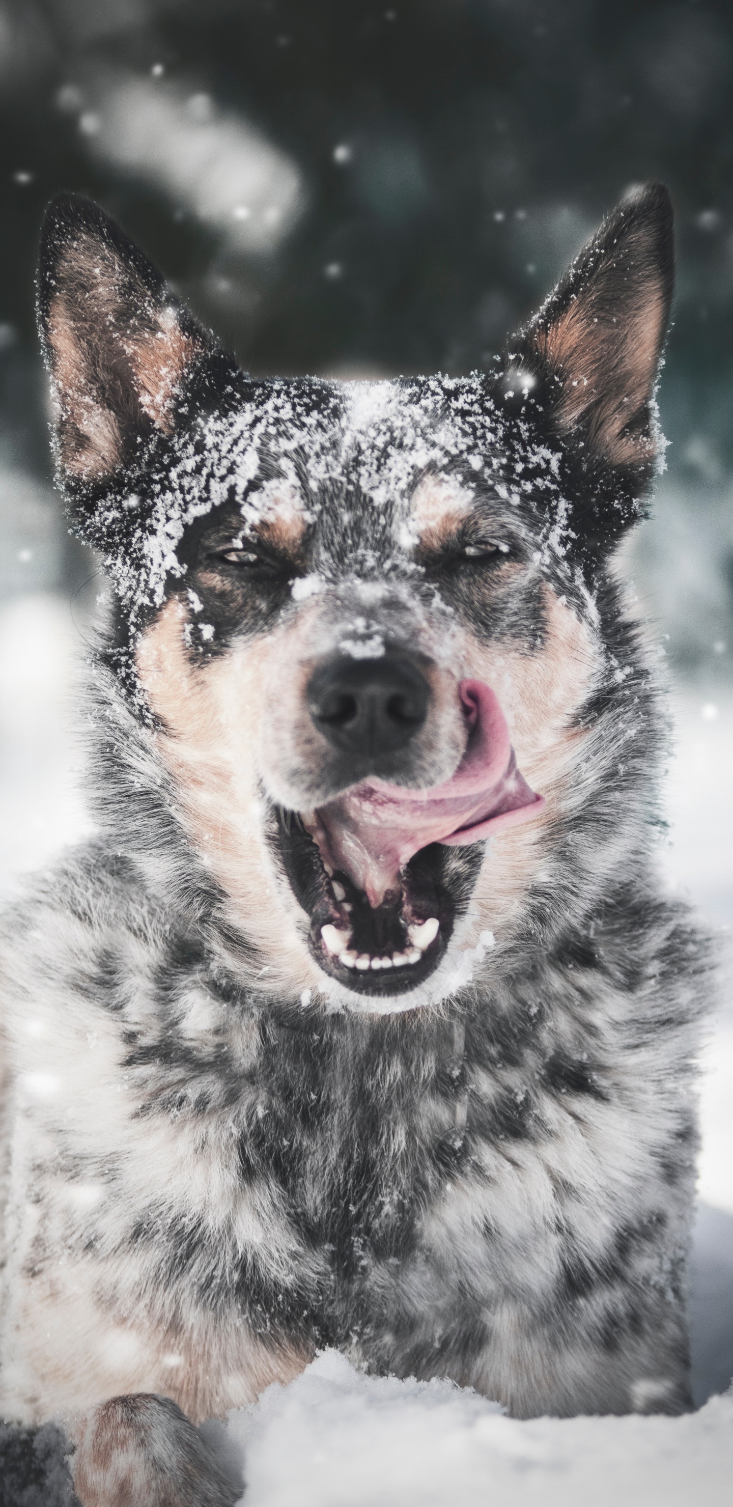 Black and White Short Coated Dog on Snow Covered Ground During Daytime. Wallpaper in 1440x2960 Resolution