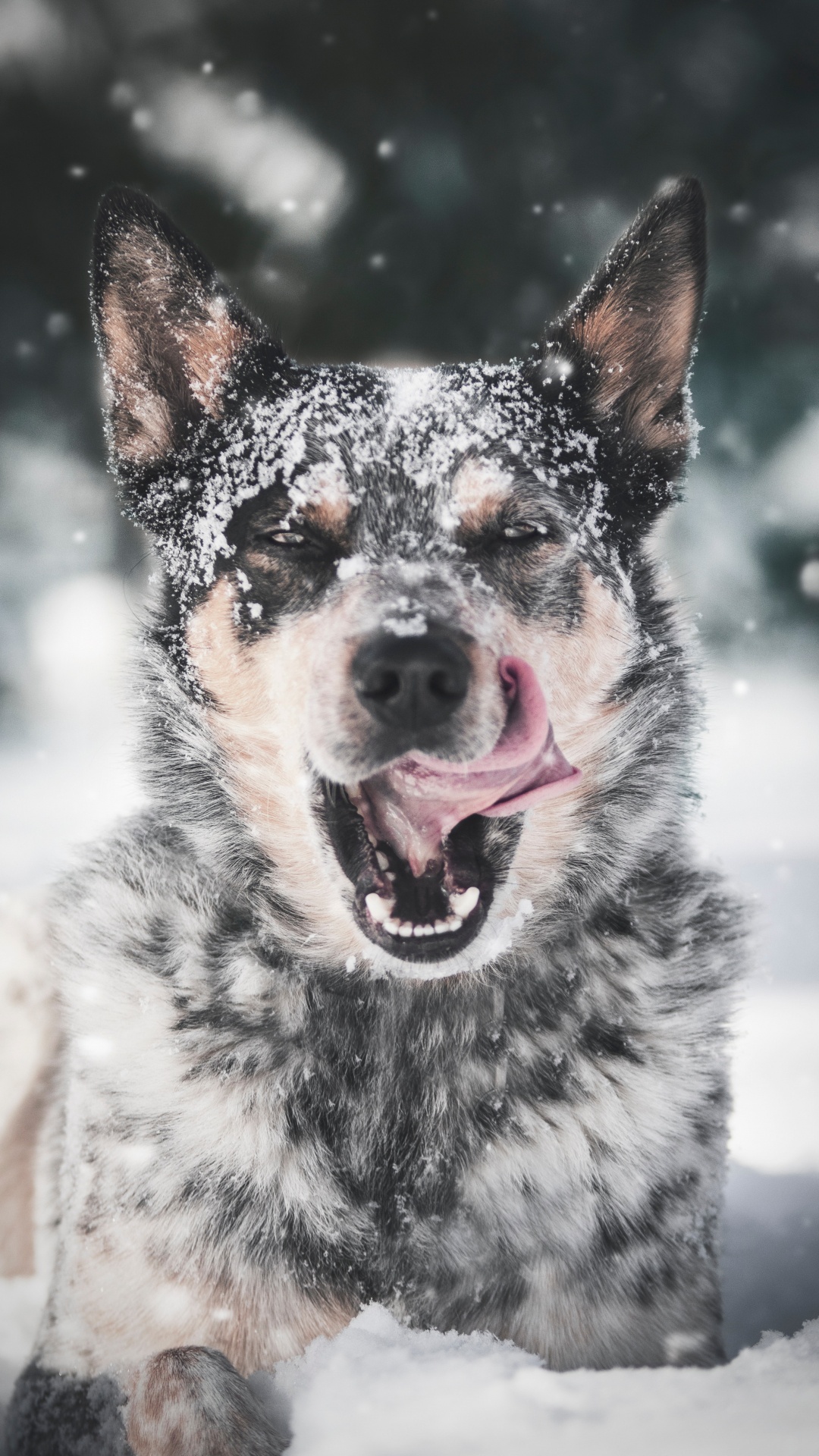 Schwarz-weißer, Kurzhaariger Hund Auf Schneebedecktem Boden Tagsüber. Wallpaper in 1080x1920 Resolution