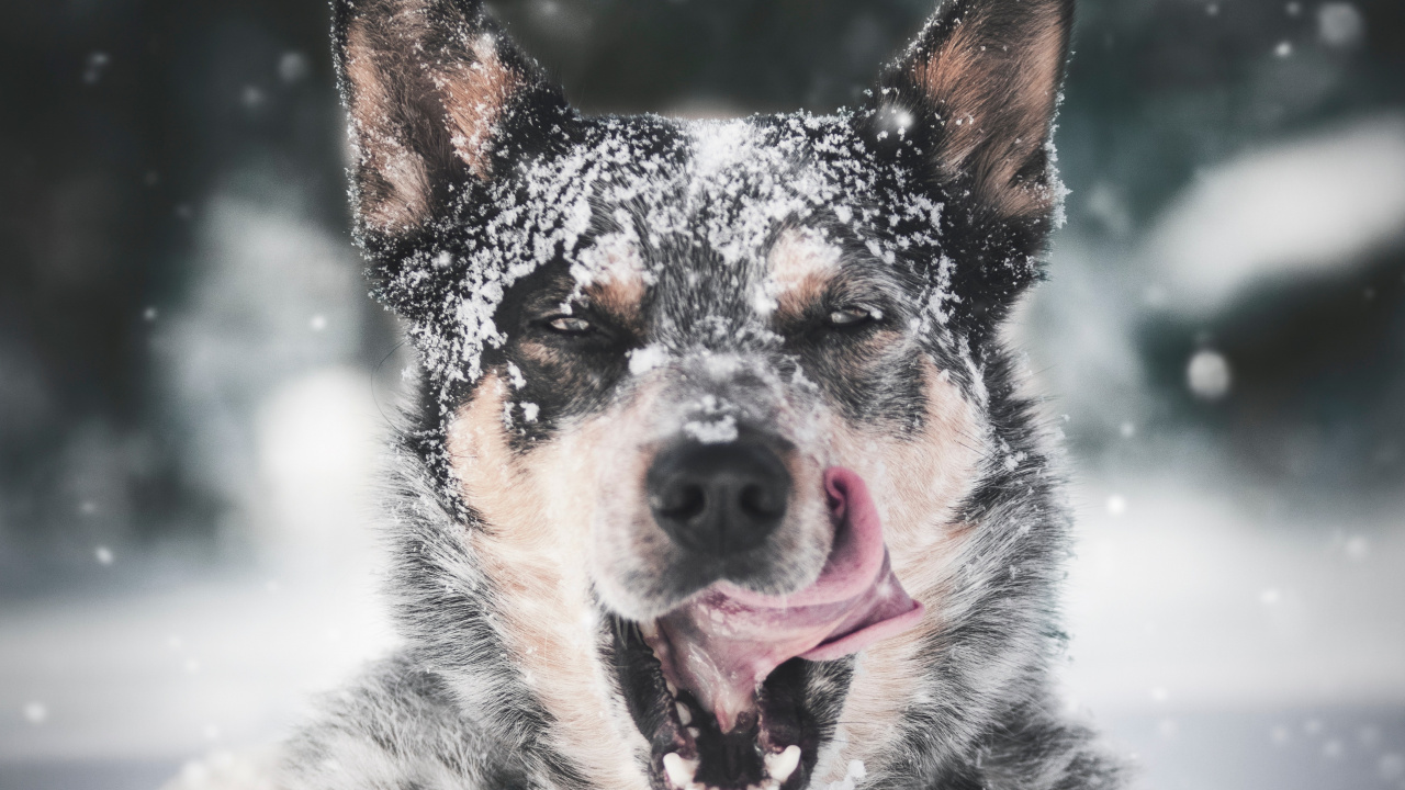 Schwarz-weißer, Kurzhaariger Hund Auf Schneebedecktem Boden Tagsüber. Wallpaper in 1280x720 Resolution
