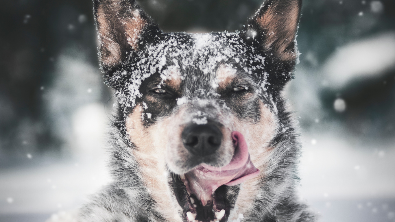 Schwarz-weißer, Kurzhaariger Hund Auf Schneebedecktem Boden Tagsüber. Wallpaper in 1366x768 Resolution