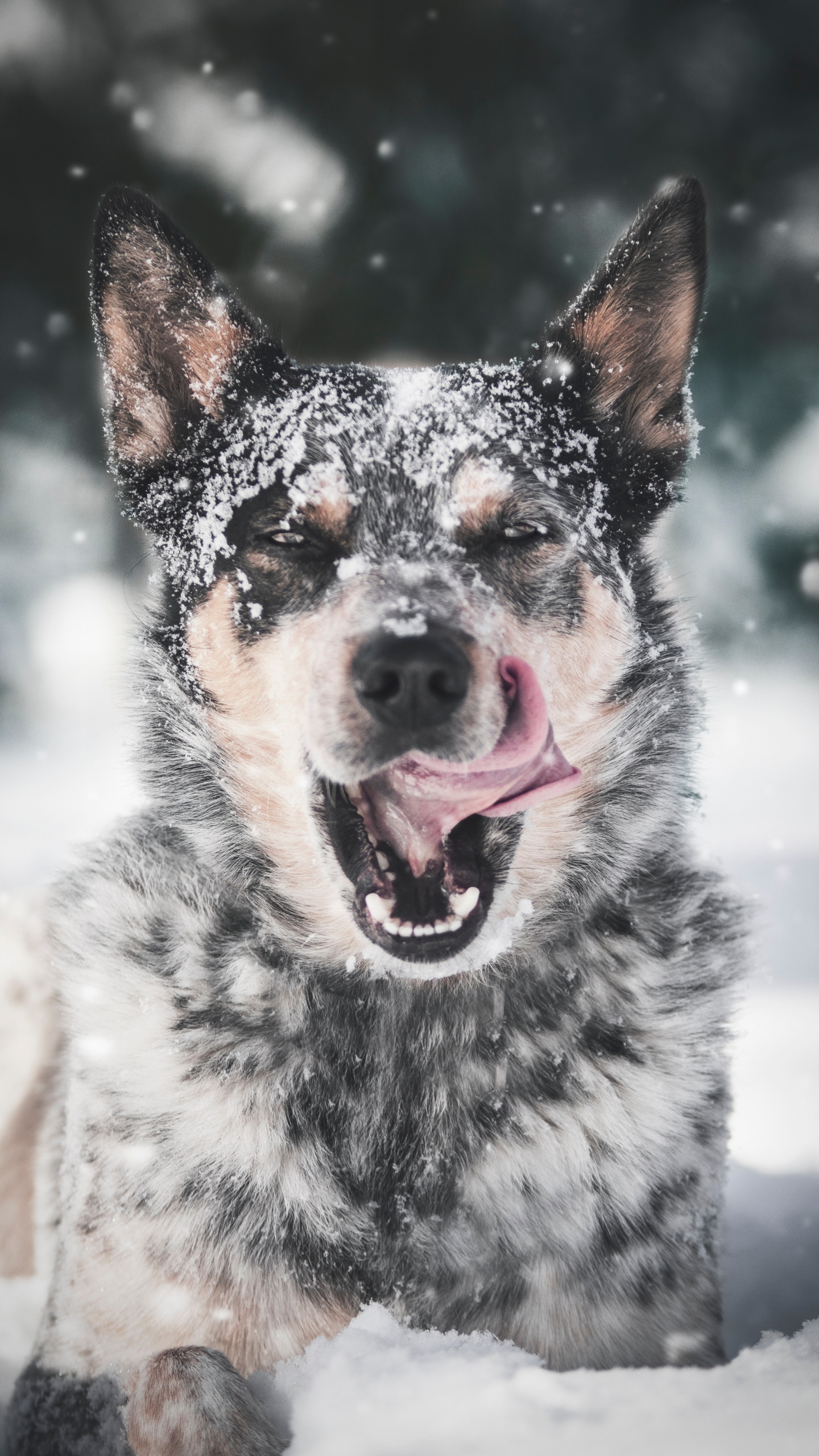 Schwarz-weißer, Kurzhaariger Hund Auf Schneebedecktem Boden Tagsüber. Wallpaper in 1440x2560 Resolution