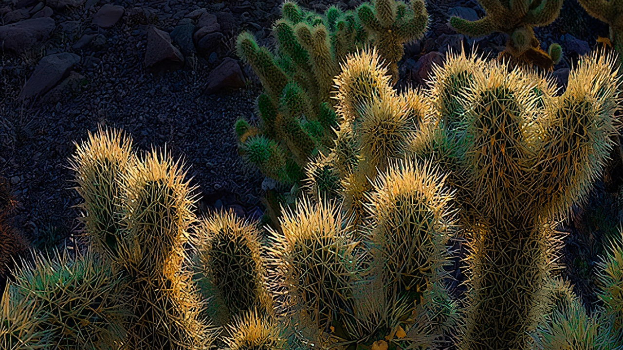 Vegetation, Focus Stacking, Landscape, Plant, Plant Community. Wallpaper in 1280x720 Resolution