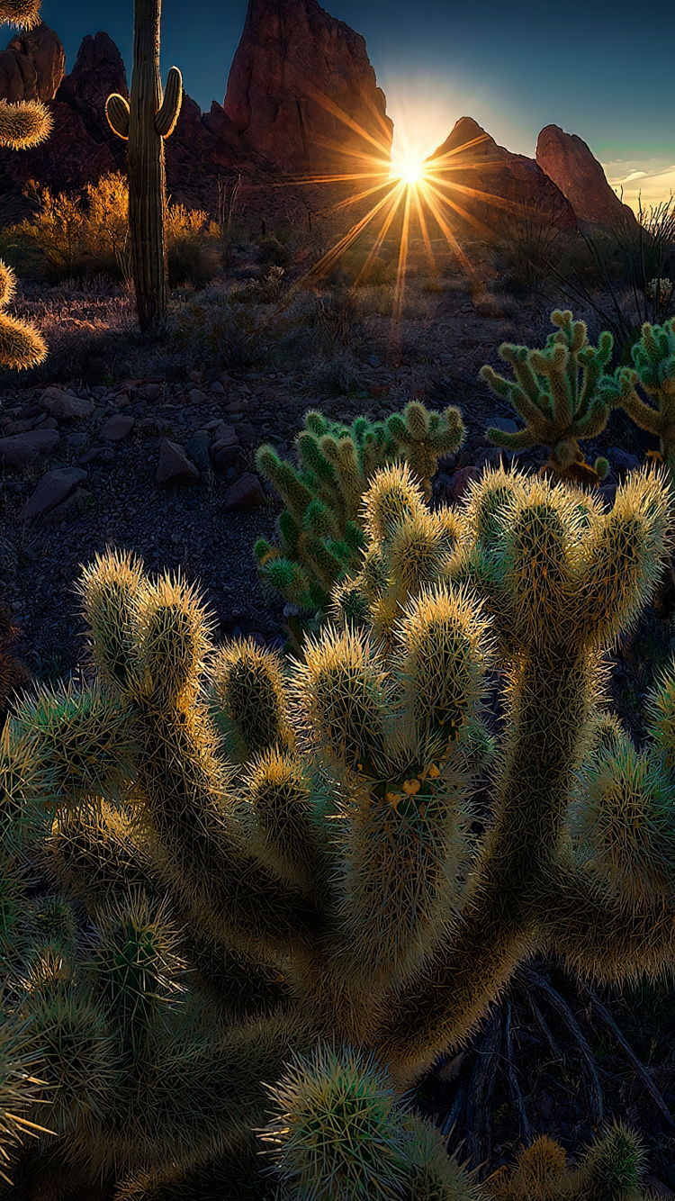 Vegetation, Focus Stacking, Landscape, Plant, Plant Community. Wallpaper in 750x1334 Resolution