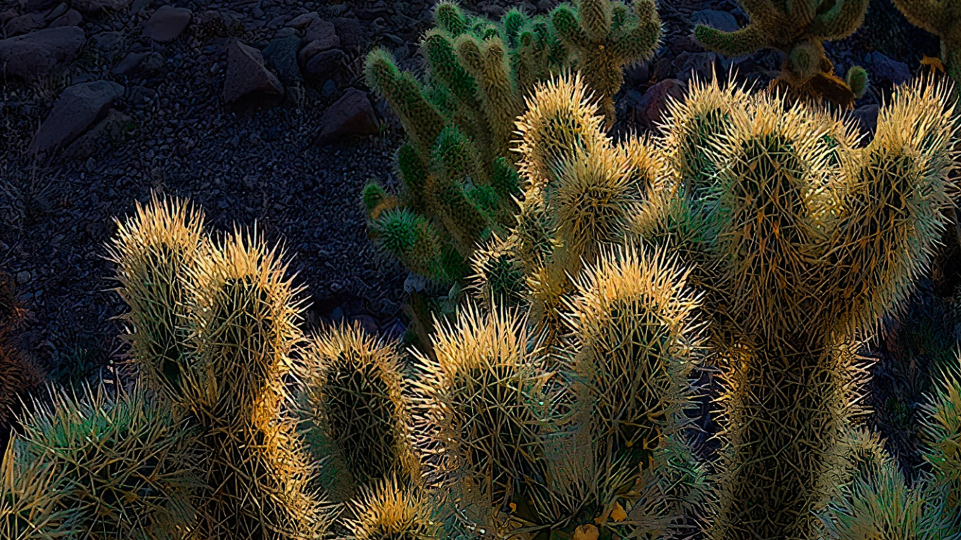 植被, 植物群, 生态区, 光, 性质 壁纸 1366x768 允许