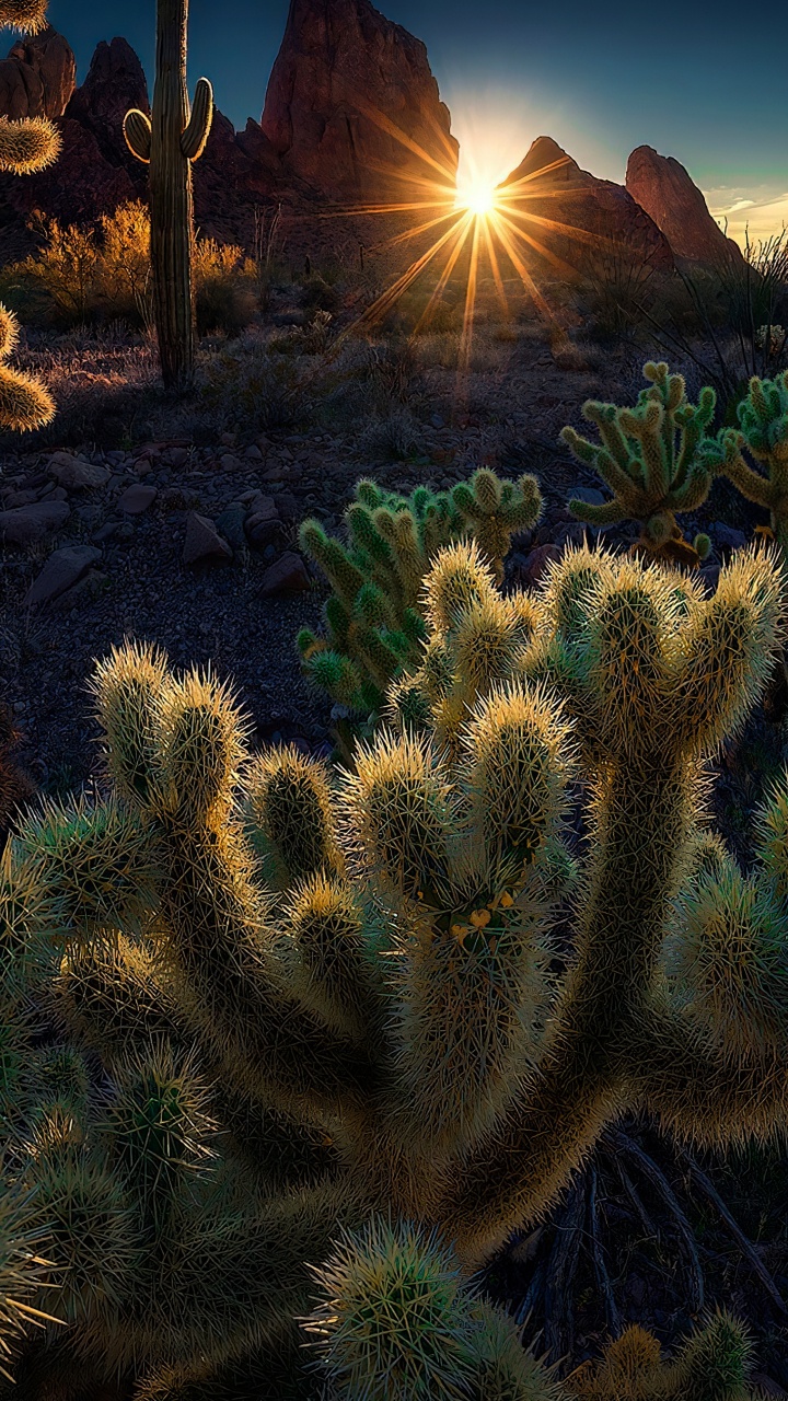 植被, 植物群, 生态区, 光, 性质 壁纸 720x1280 允许