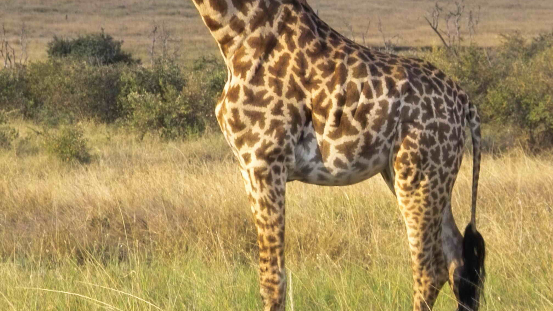 Girafe Brune Sur Terrain D'herbe Brune Pendant la Journée. Wallpaper in 1920x1080 Resolution