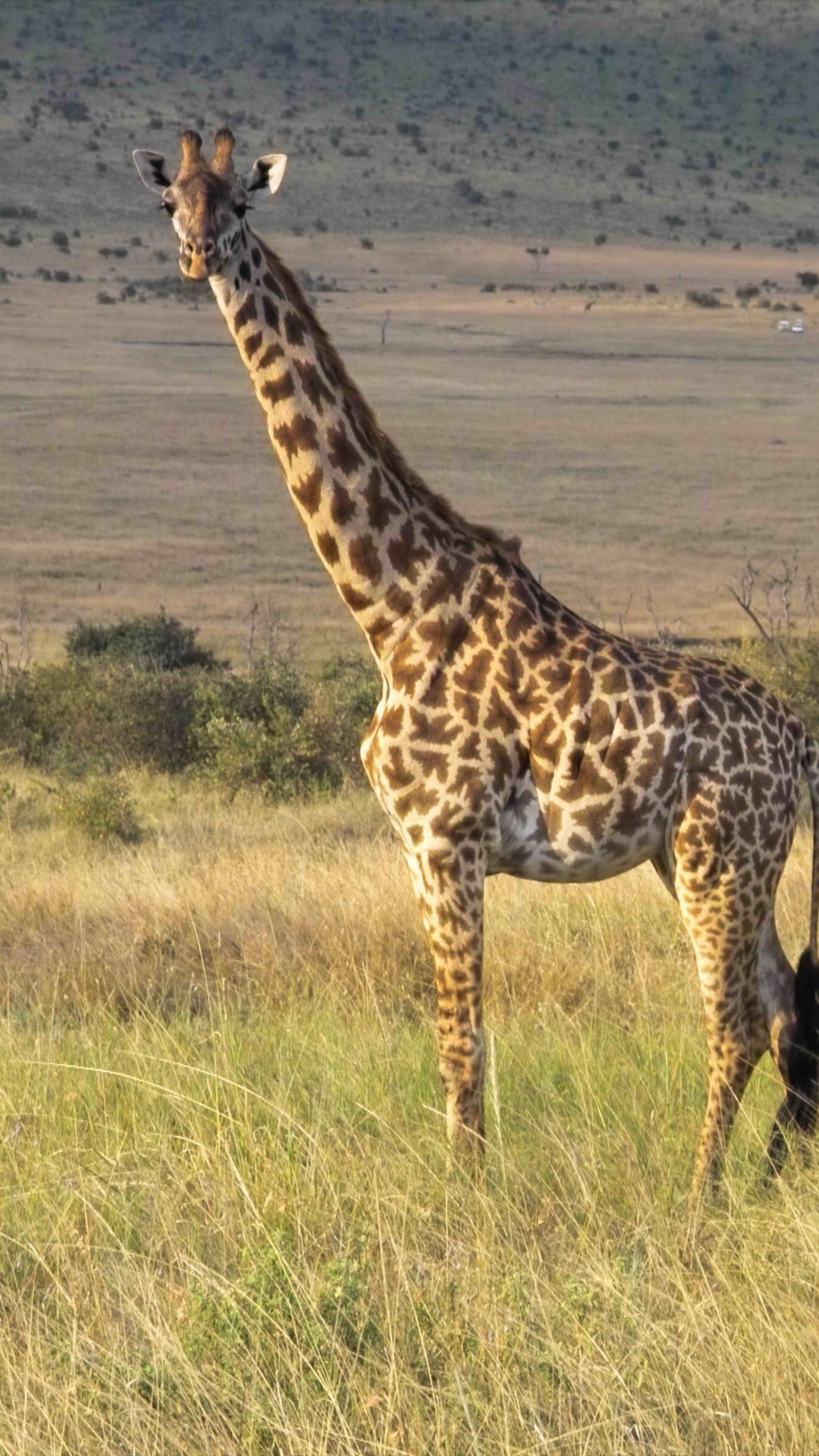 Brown Giraffe on Brown Grass Field During Daytime. Wallpaper in 1080x1920 Resolution