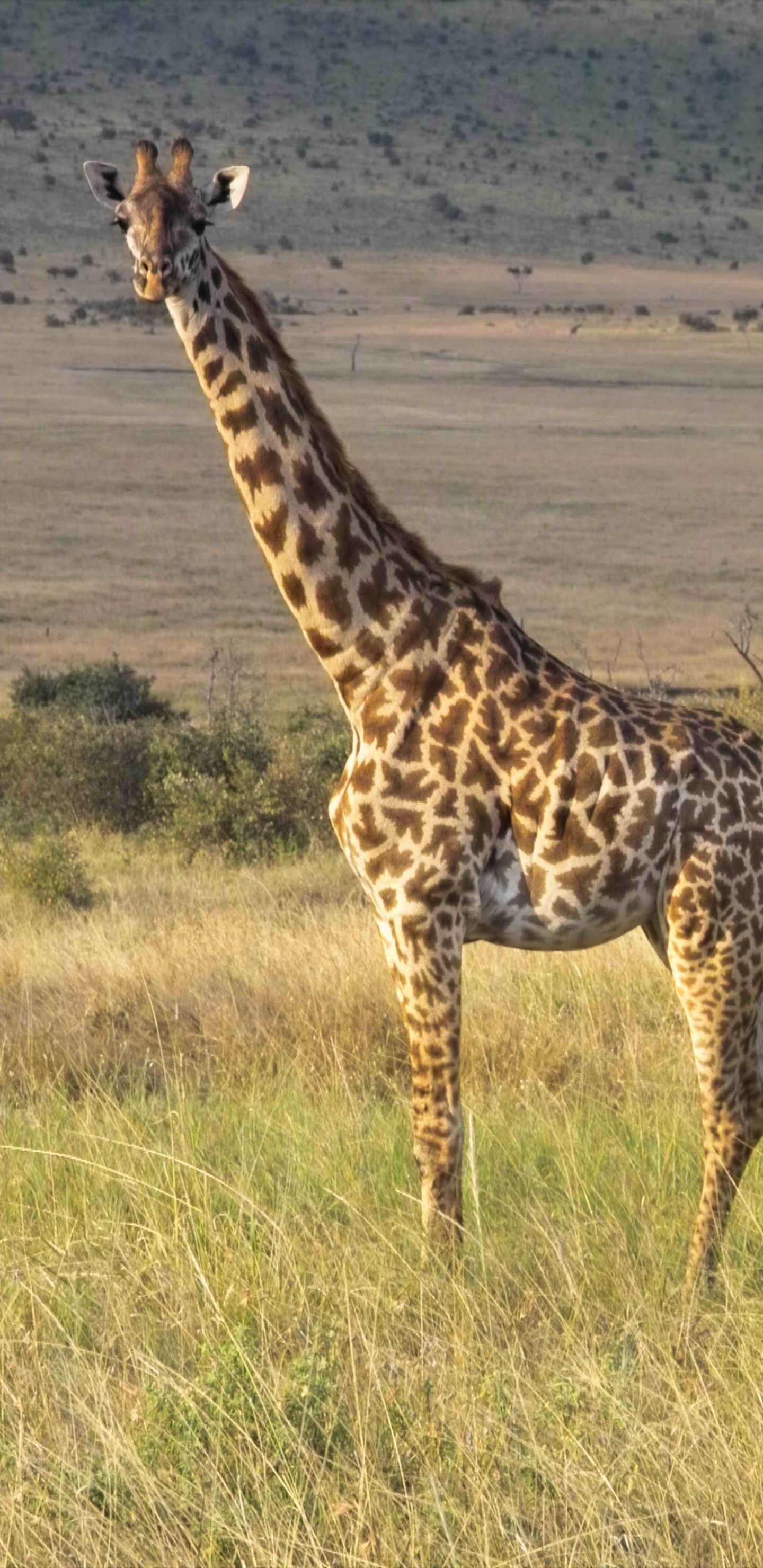 Brown Giraffe on Brown Grass Field During Daytime. Wallpaper in 1440x2960 Resolution