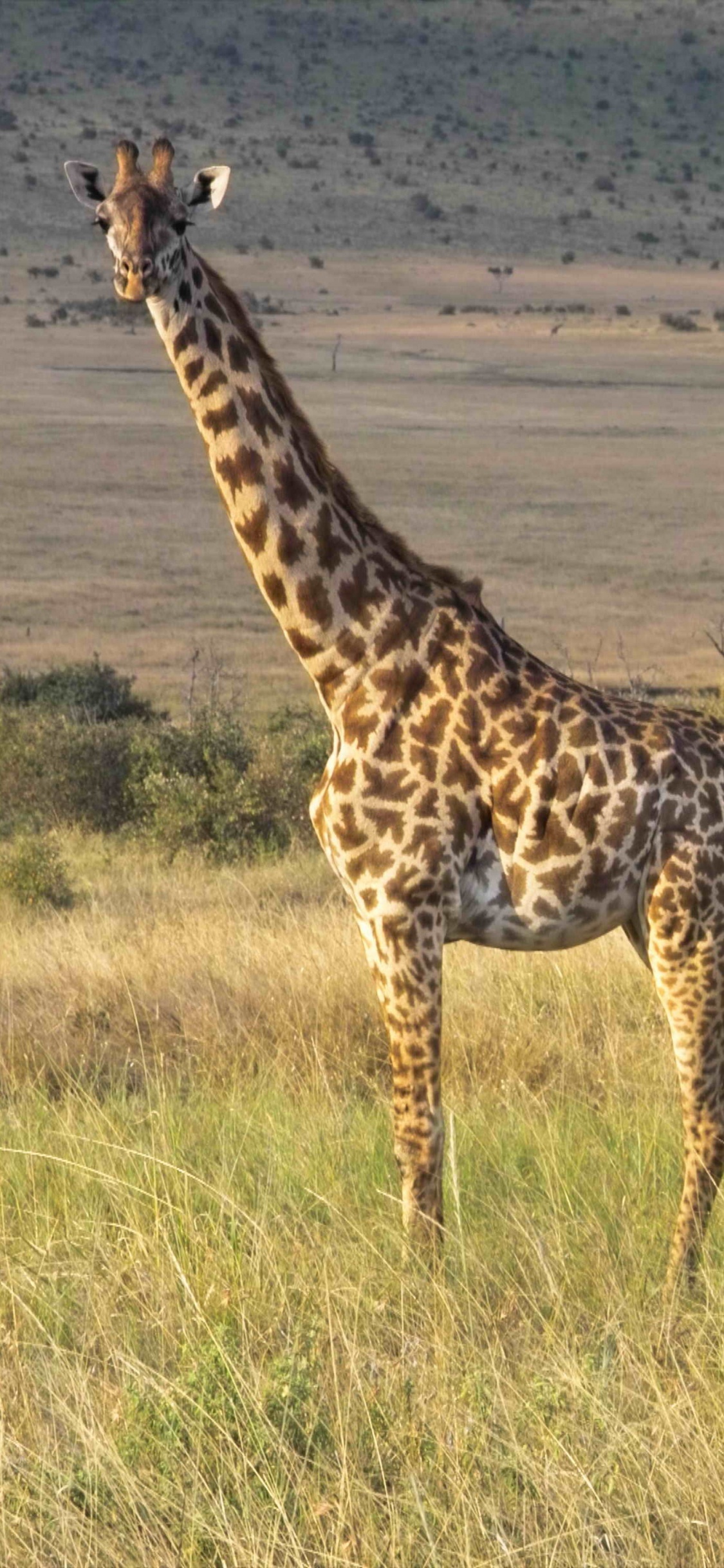 Braune Giraffe Auf Braunem Grasfeld Tagsüber Grass. Wallpaper in 1125x2436 Resolution