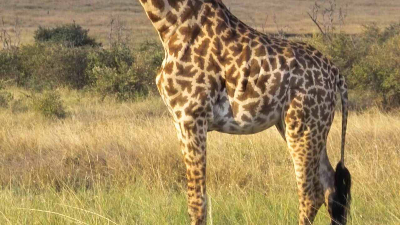 Braune Giraffe Auf Braunem Grasfeld Tagsüber Grass. Wallpaper in 1280x720 Resolution