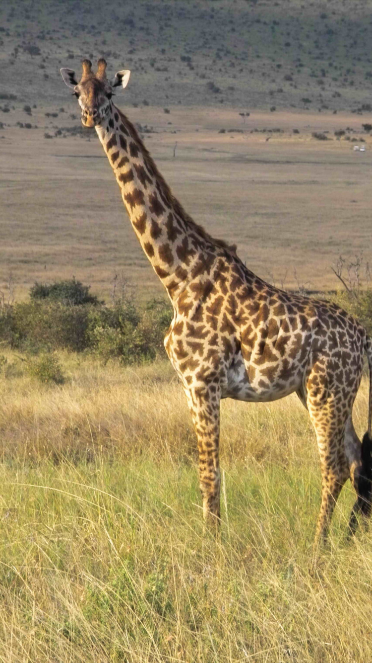 Braune Giraffe Auf Braunem Grasfeld Tagsüber Grass. Wallpaper in 750x1334 Resolution