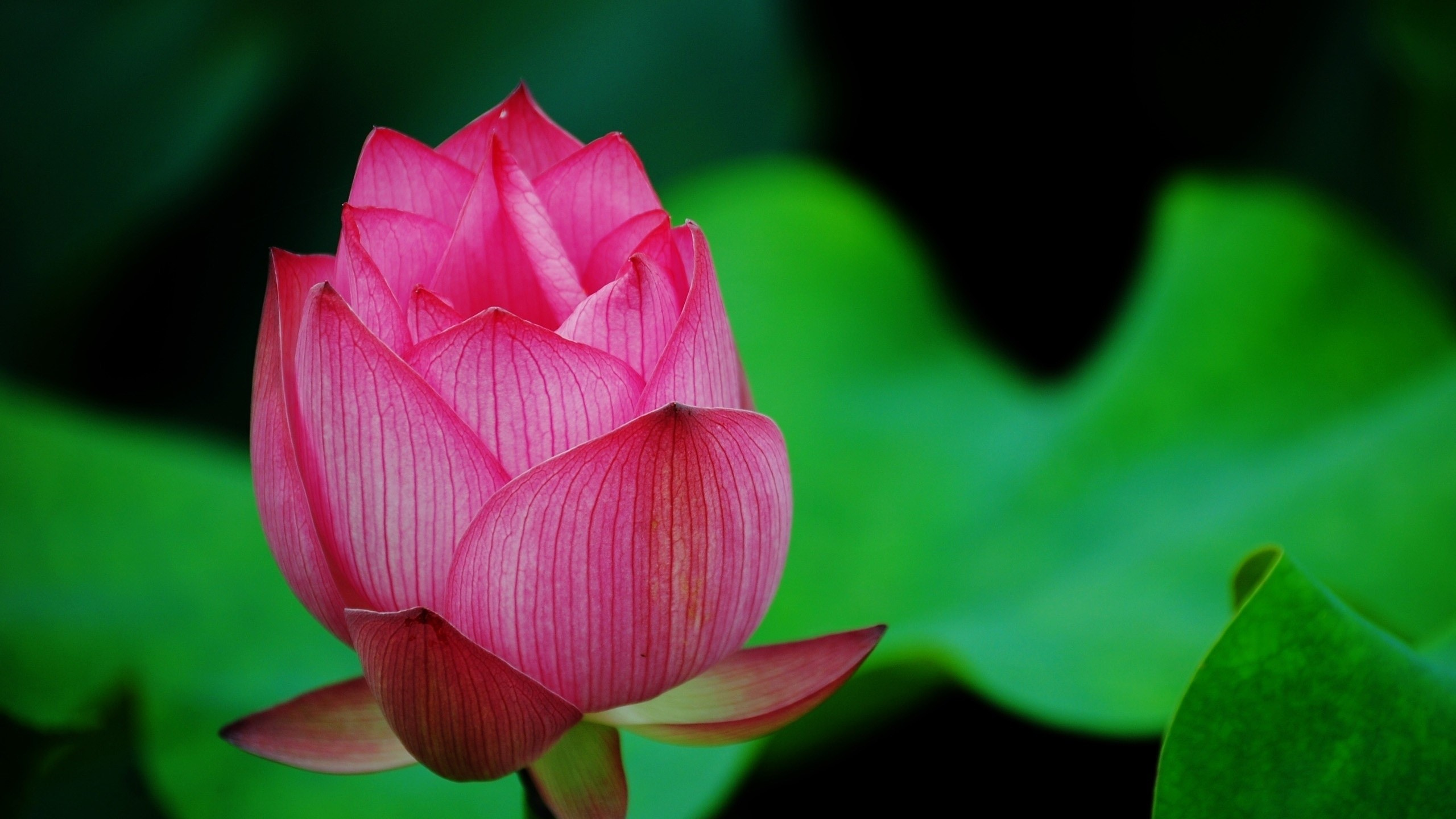 Fleur de Lotus Rose en Fleur. Wallpaper in 2560x1440 Resolution