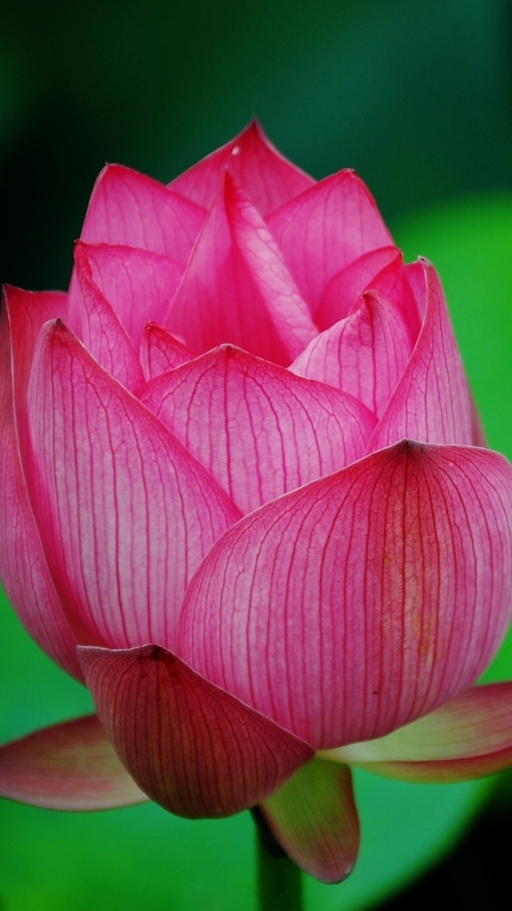 Fleur de Lotus Rose en Fleur. Wallpaper in 720x1280 Resolution