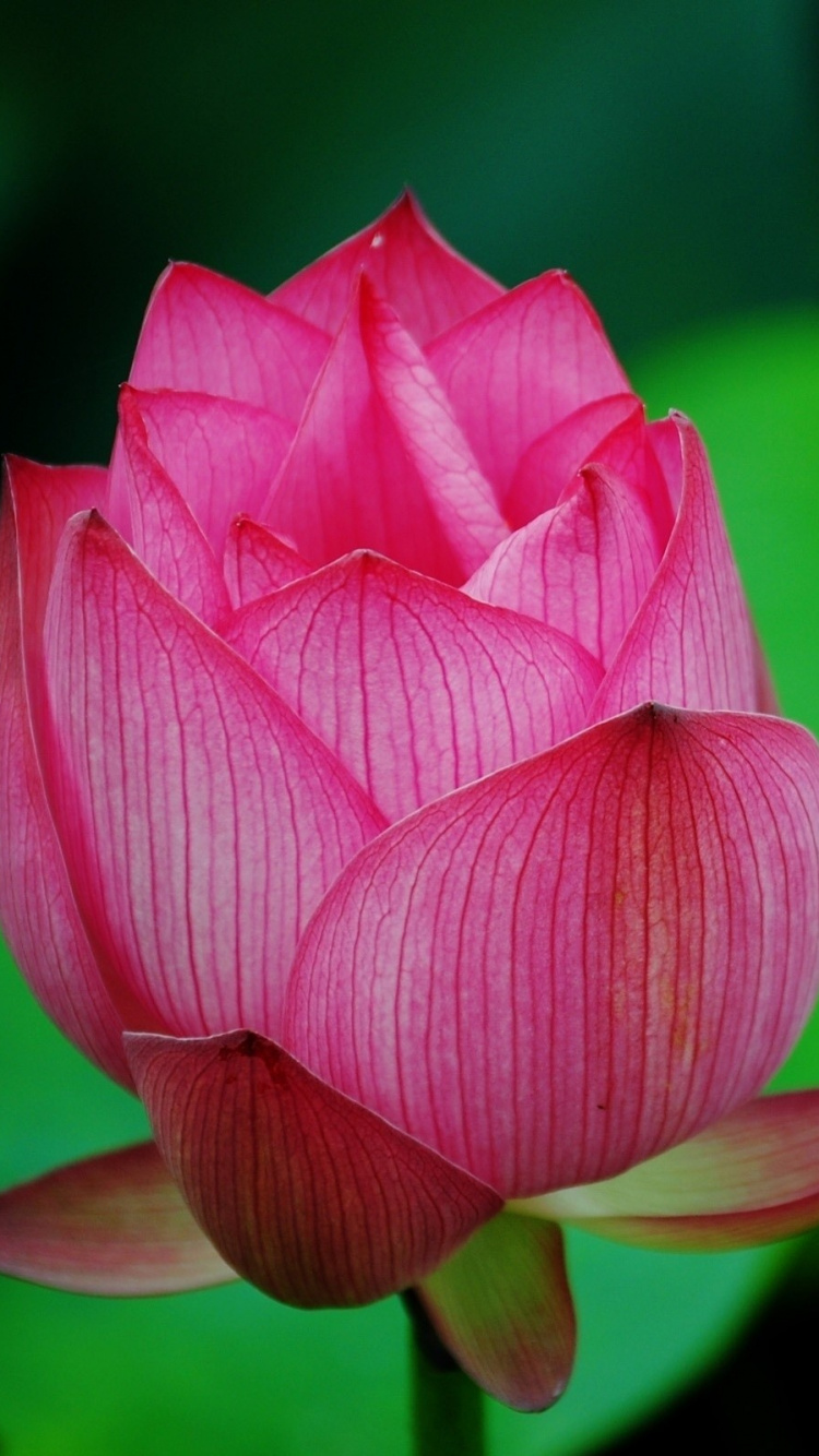 Fleur de Lotus Rose en Fleur. Wallpaper in 750x1334 Resolution