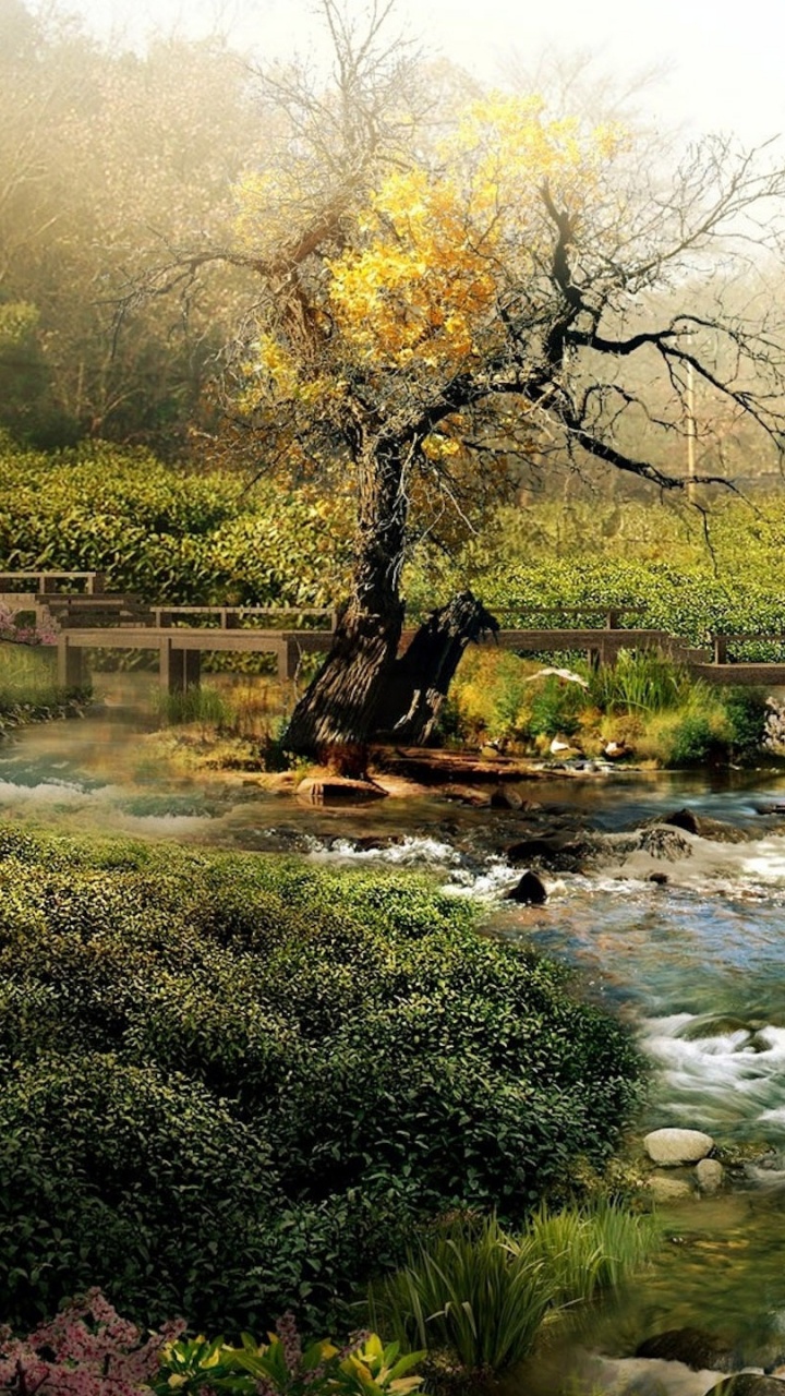 River Between Trees During Daytime. Wallpaper in 720x1280 Resolution