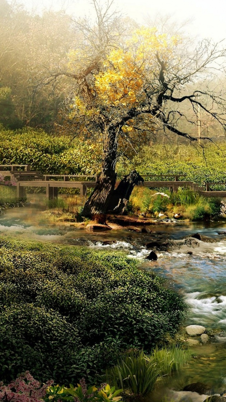 Rivière Entre Les Arbres Pendant la Journée. Wallpaper in 750x1334 Resolution