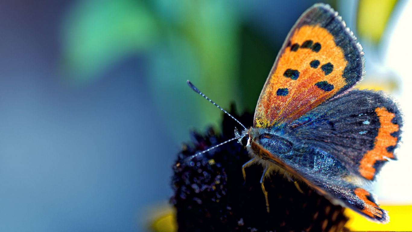 Brown and Blue Butterfly Perched on Black Flower in Close up Photography During Daytime. Wallpaper in 1366x768 Resolution
