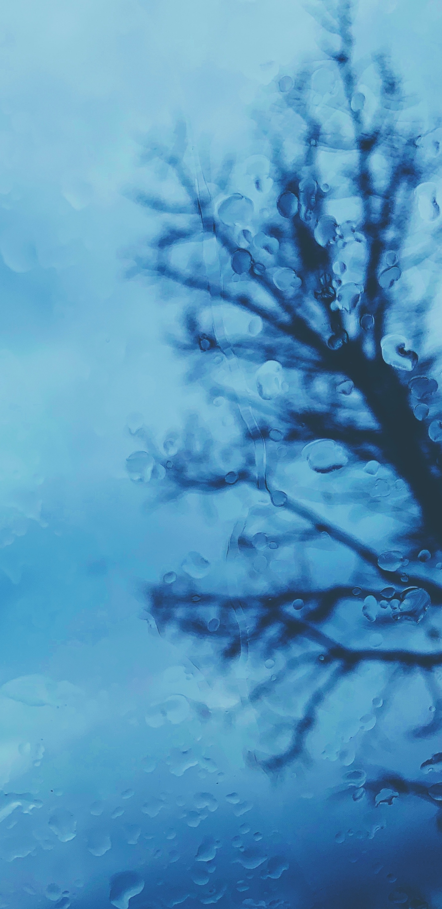 Black Tree Branch Under White Clouds. Wallpaper in 1440x2960 Resolution