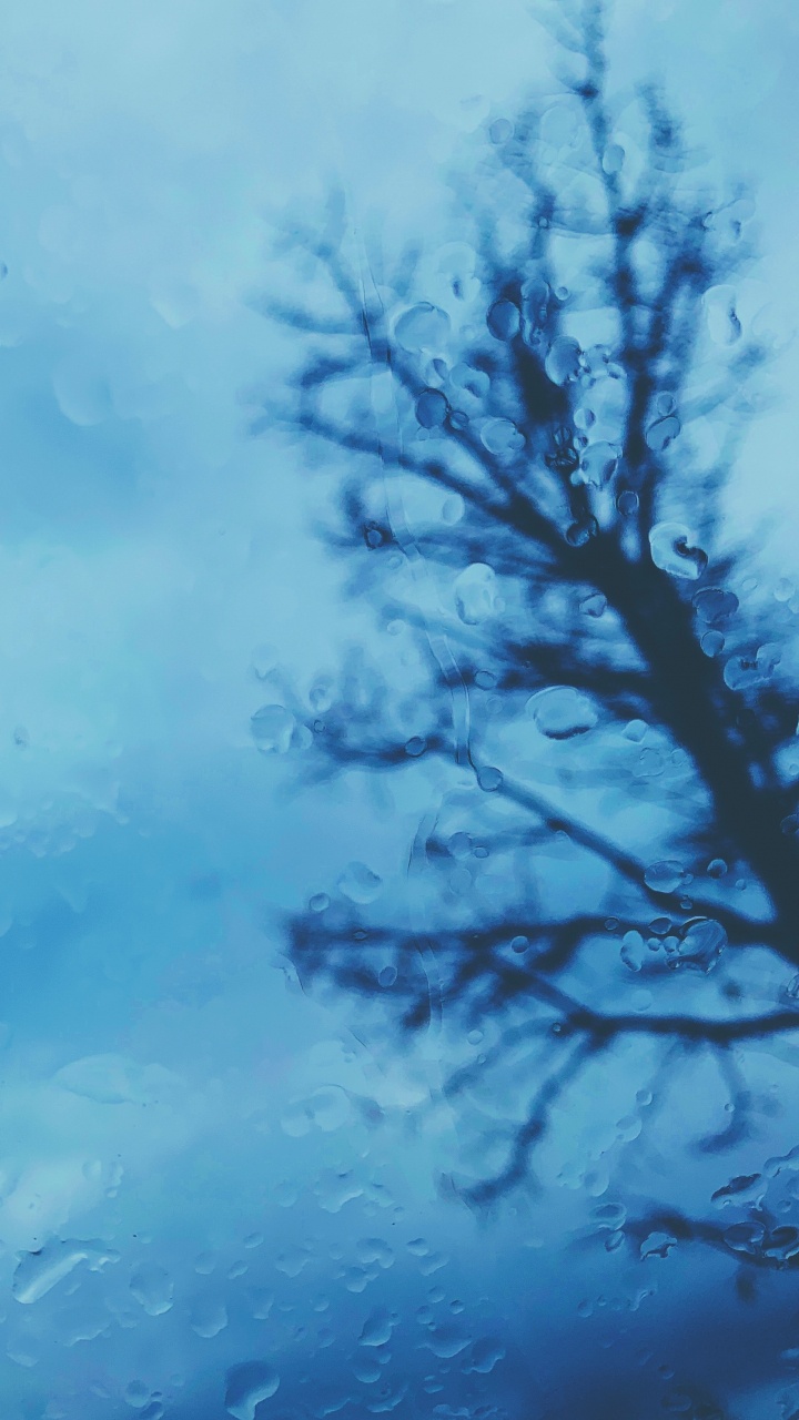 Branche D'arbre Noir Sous Des Nuages Blancs. Wallpaper in 720x1280 Resolution