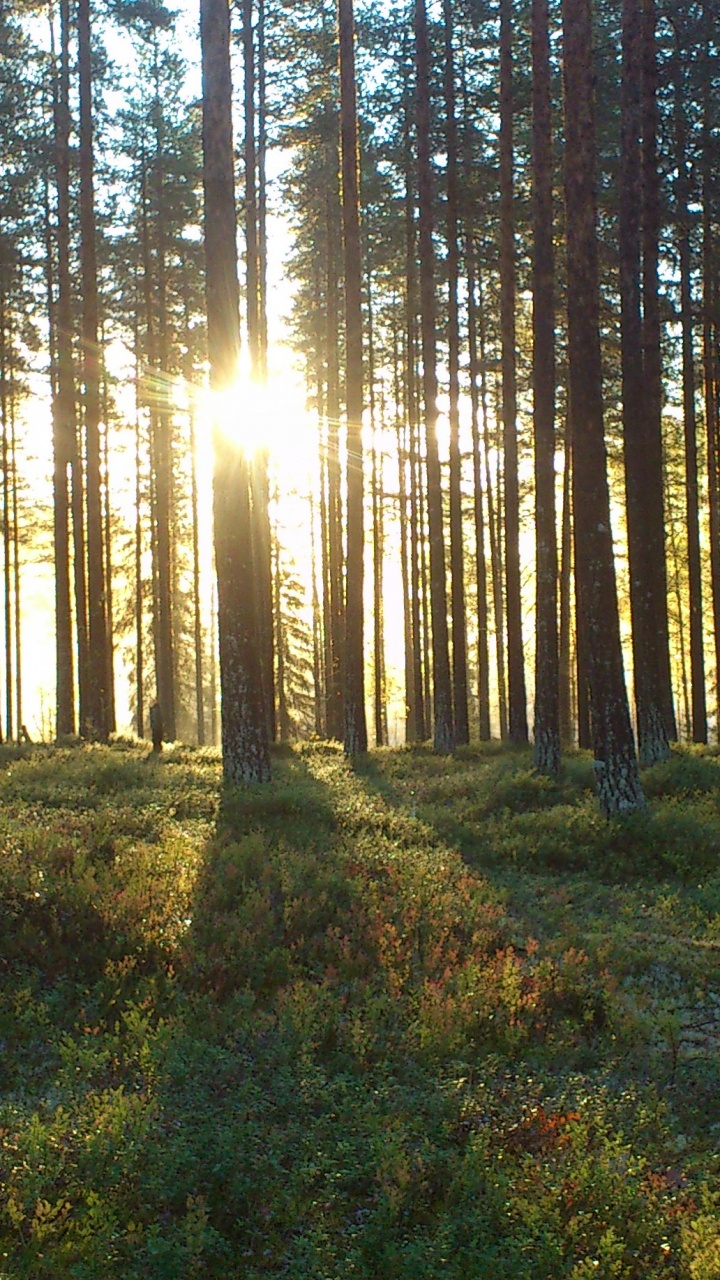Campo de Hierba Verde Con Árboles Durante el Día. Wallpaper in 720x1280 Resolution