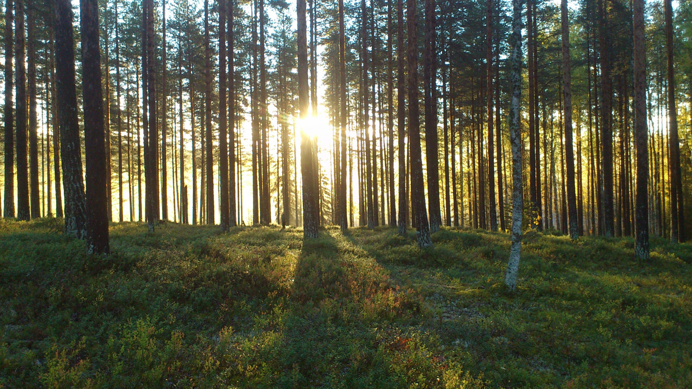 Green Grass Field With Trees During Daytime. Wallpaper in 1366x768 Resolution