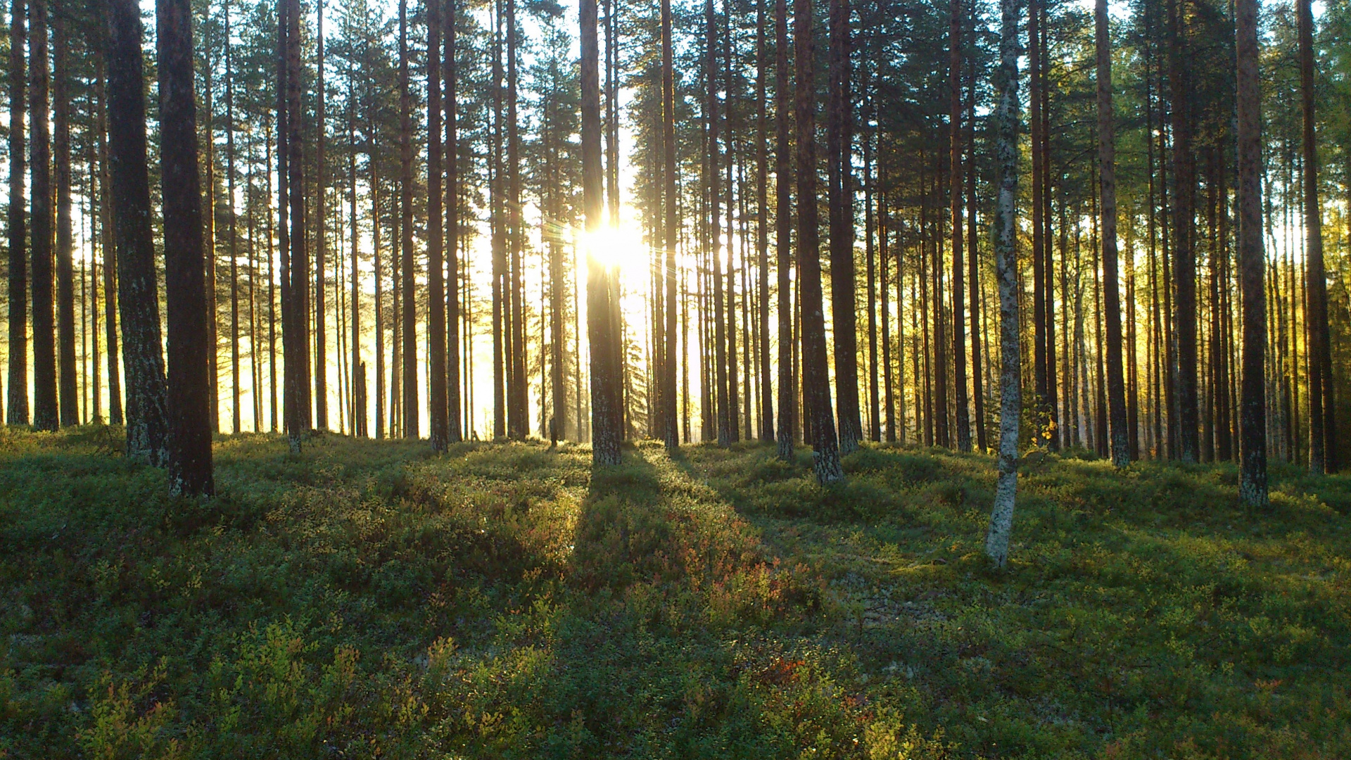 Green Grass Field With Trees During Daytime. Wallpaper in 1920x1080 Resolution