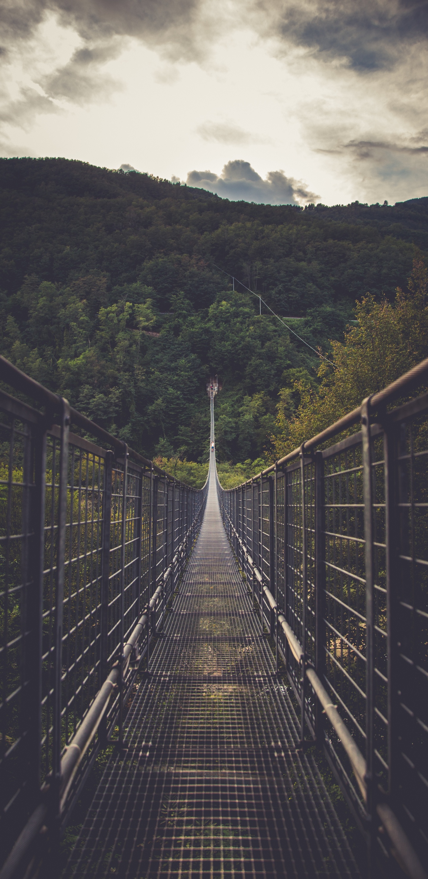 Brücke, Hängebrücke, Baum, Natur, Durchgangsstraße. Wallpaper in 1440x2960 Resolution