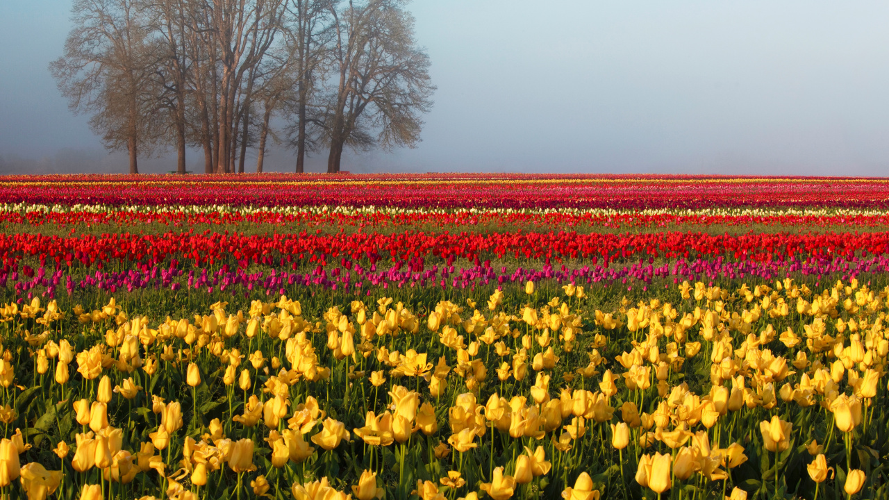 Gelbes Blumenfeld in Der Nähe Von Kahlen Bäumen Tagsüber. Wallpaper in 1280x720 Resolution