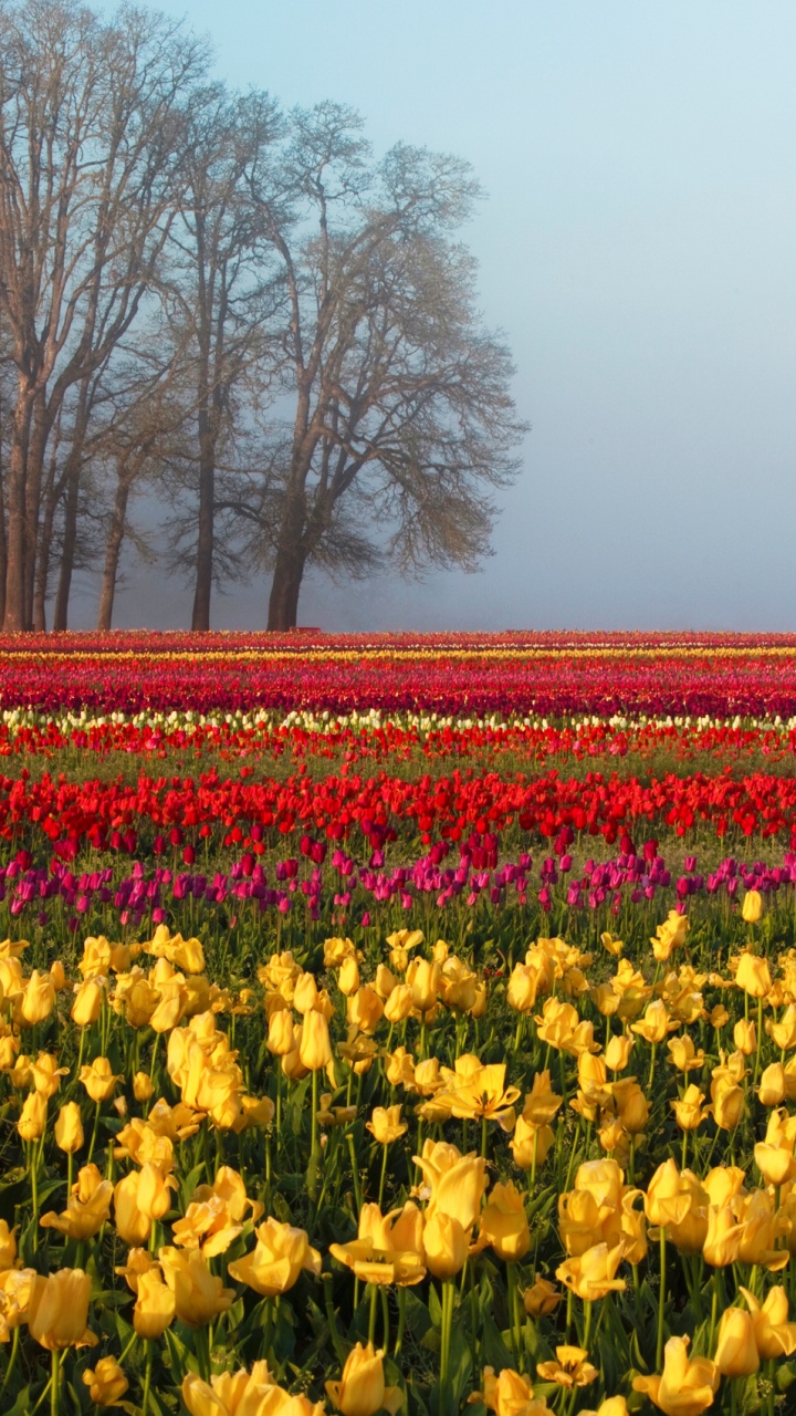 Gelbes Blumenfeld in Der Nähe Von Kahlen Bäumen Tagsüber. Wallpaper in 720x1280 Resolution