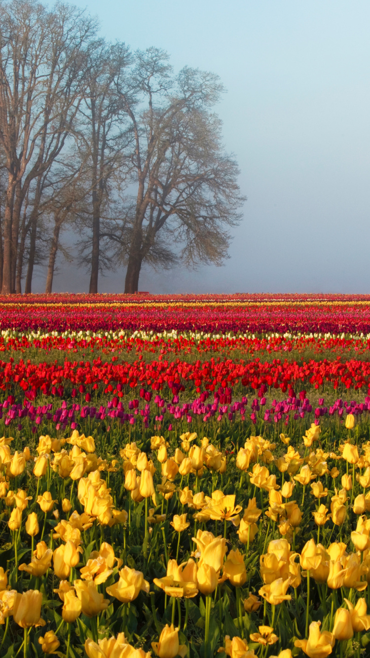 Yellow Flower Field Near Bare Trees During Daytime. Wallpaper in 750x1334 Resolution