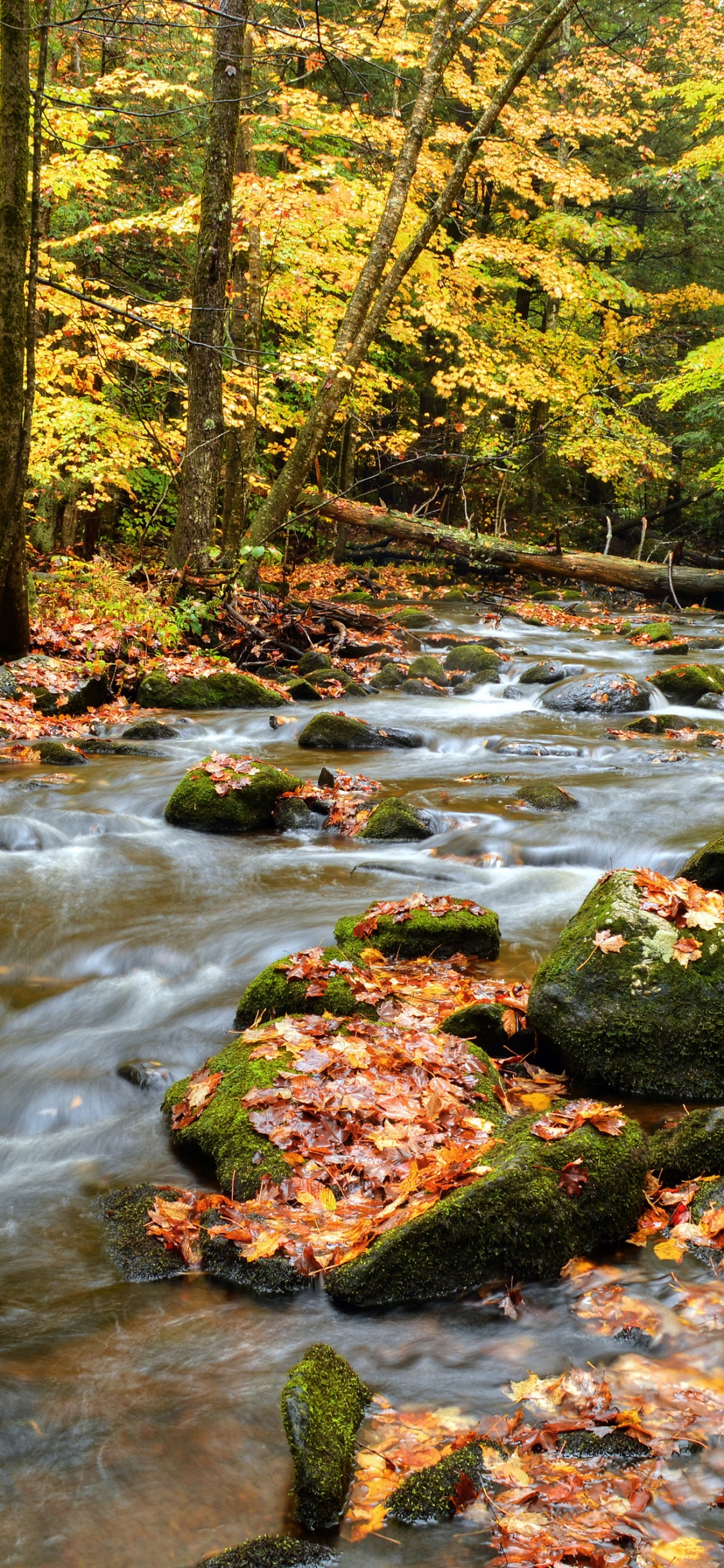 Río en Medio Del Bosque Durante el Día. Wallpaper in 1125x2436 Resolution