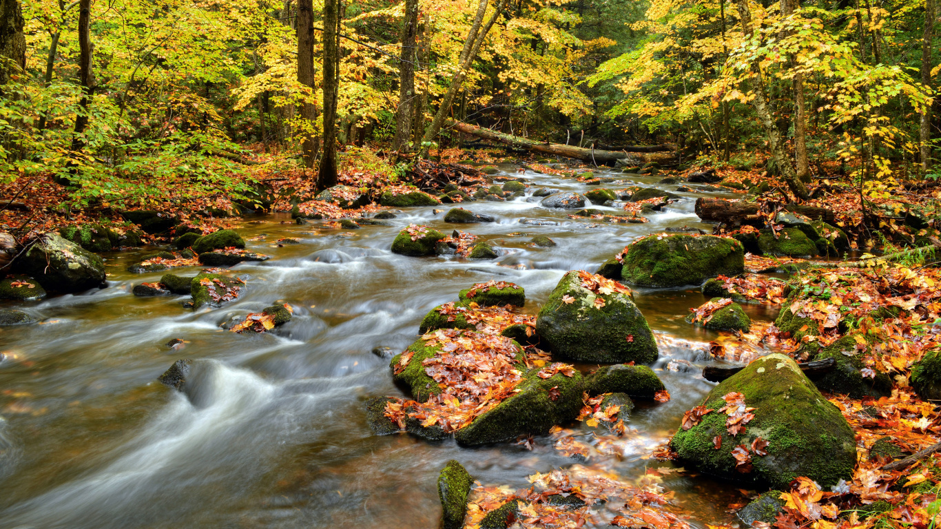 River in The Middle of Forest During Daytime. Wallpaper in 1366x768 Resolution