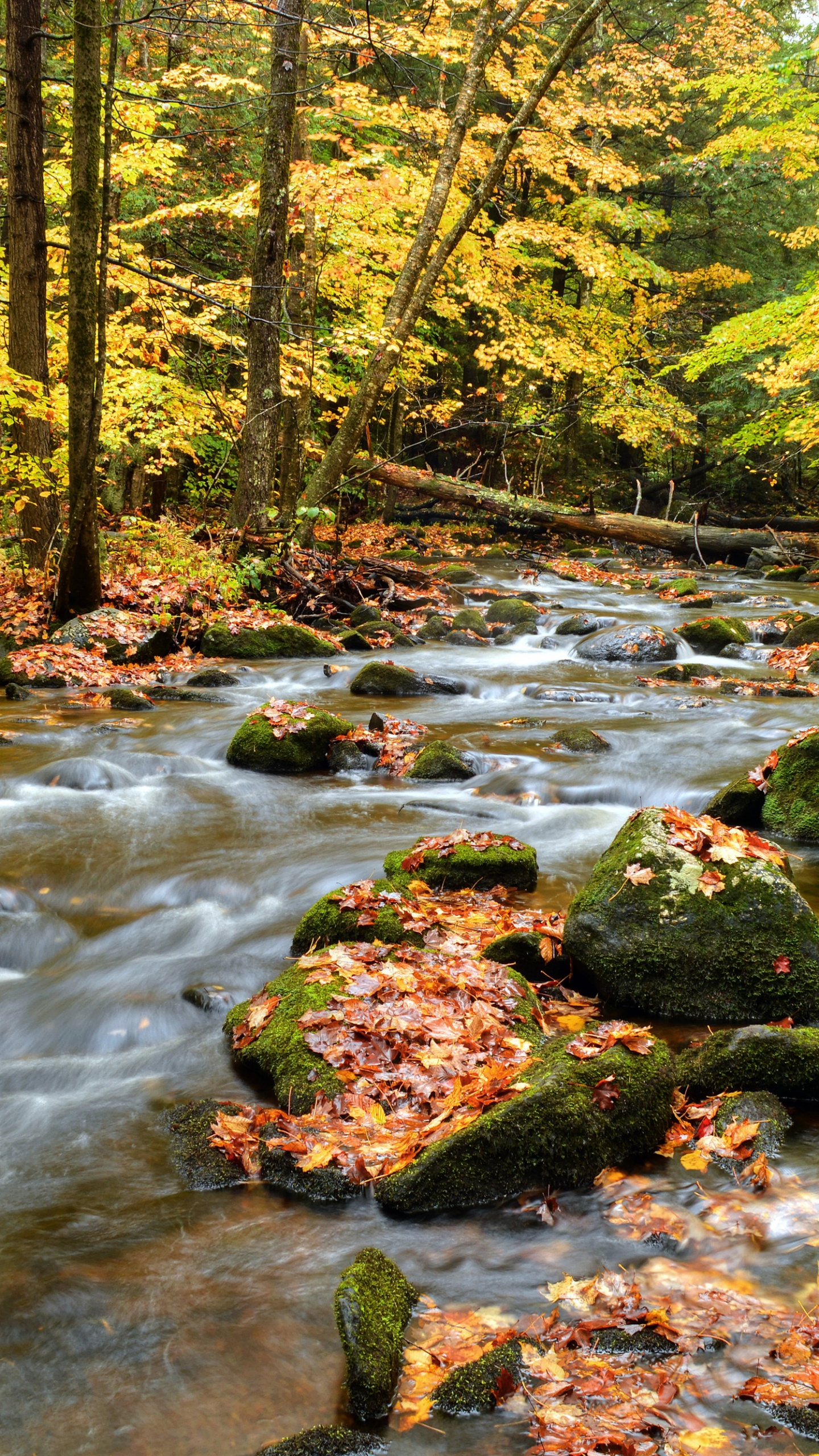 Rivière au Milieu de la Forêt Pendant la Journée. Wallpaper in 1440x2560 Resolution