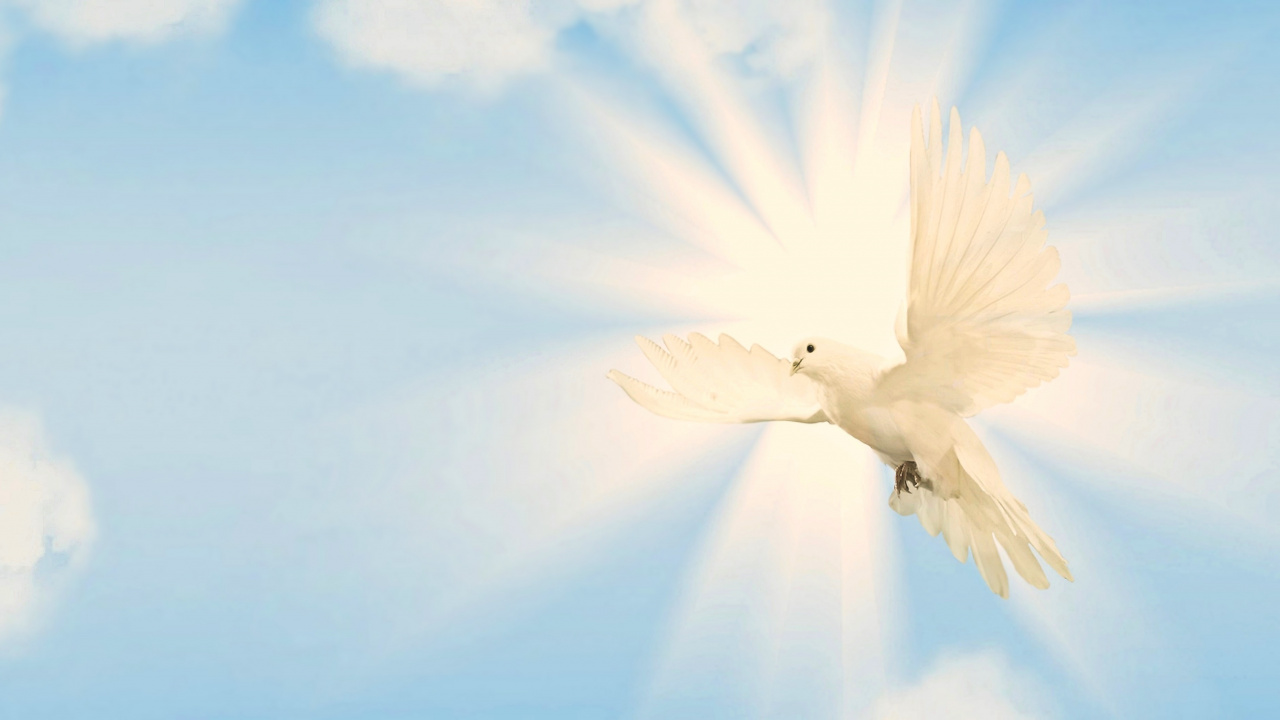 Weißer Vogel, Der Tagsüber Unter Blauem Himmel Fliegt. Wallpaper in 1280x720 Resolution