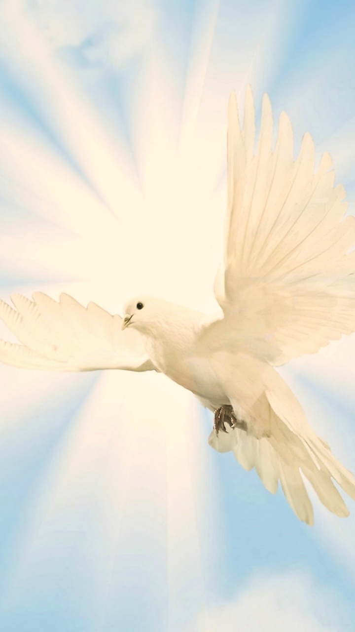 White Bird Flying Under Blue Sky During Daytime. Wallpaper in 720x1280 Resolution