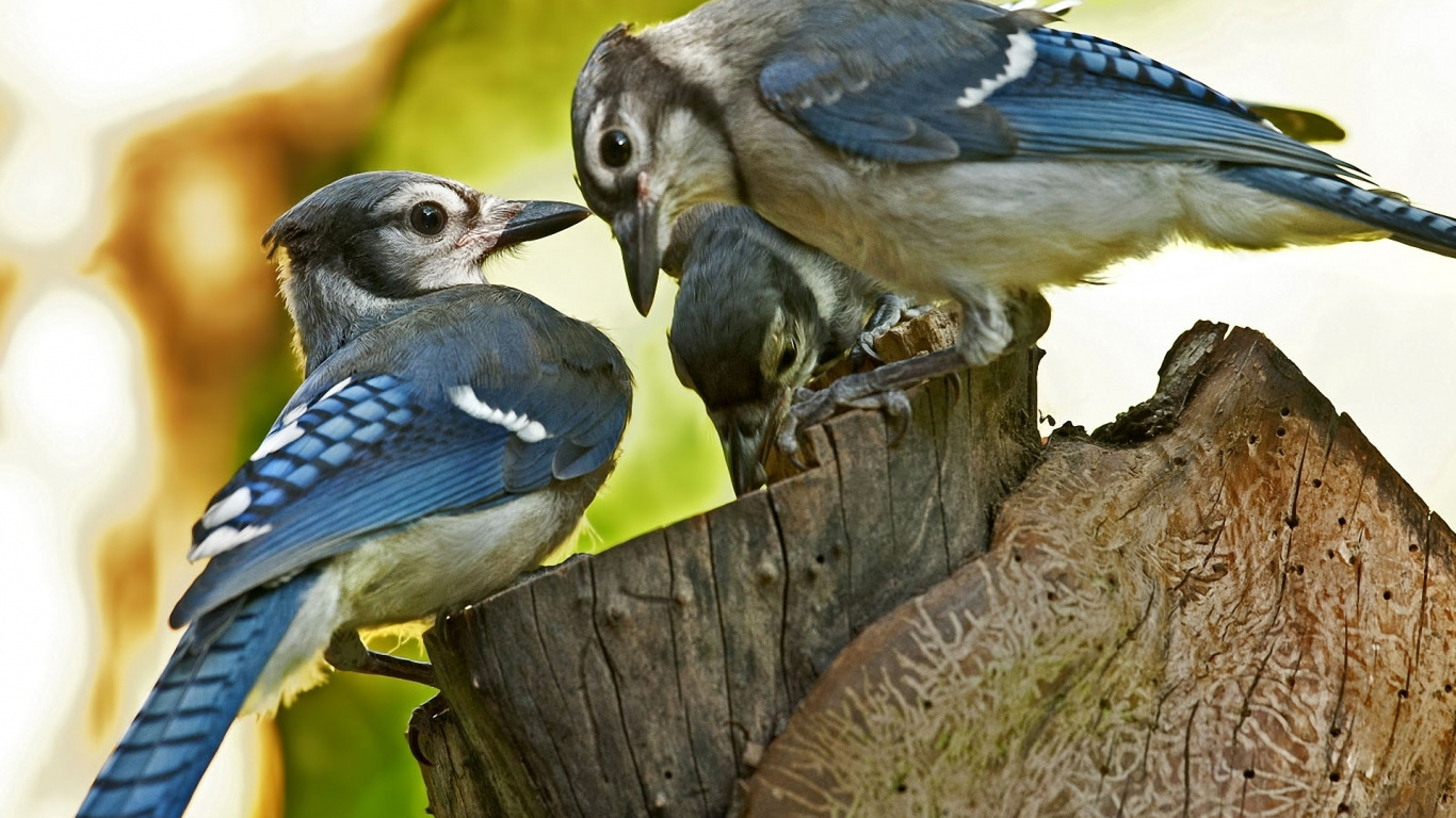 Pájaro Azul y Blanco en la Rama de un Árbol Marrón Durante el Día. Wallpaper in 1366x768 Resolution