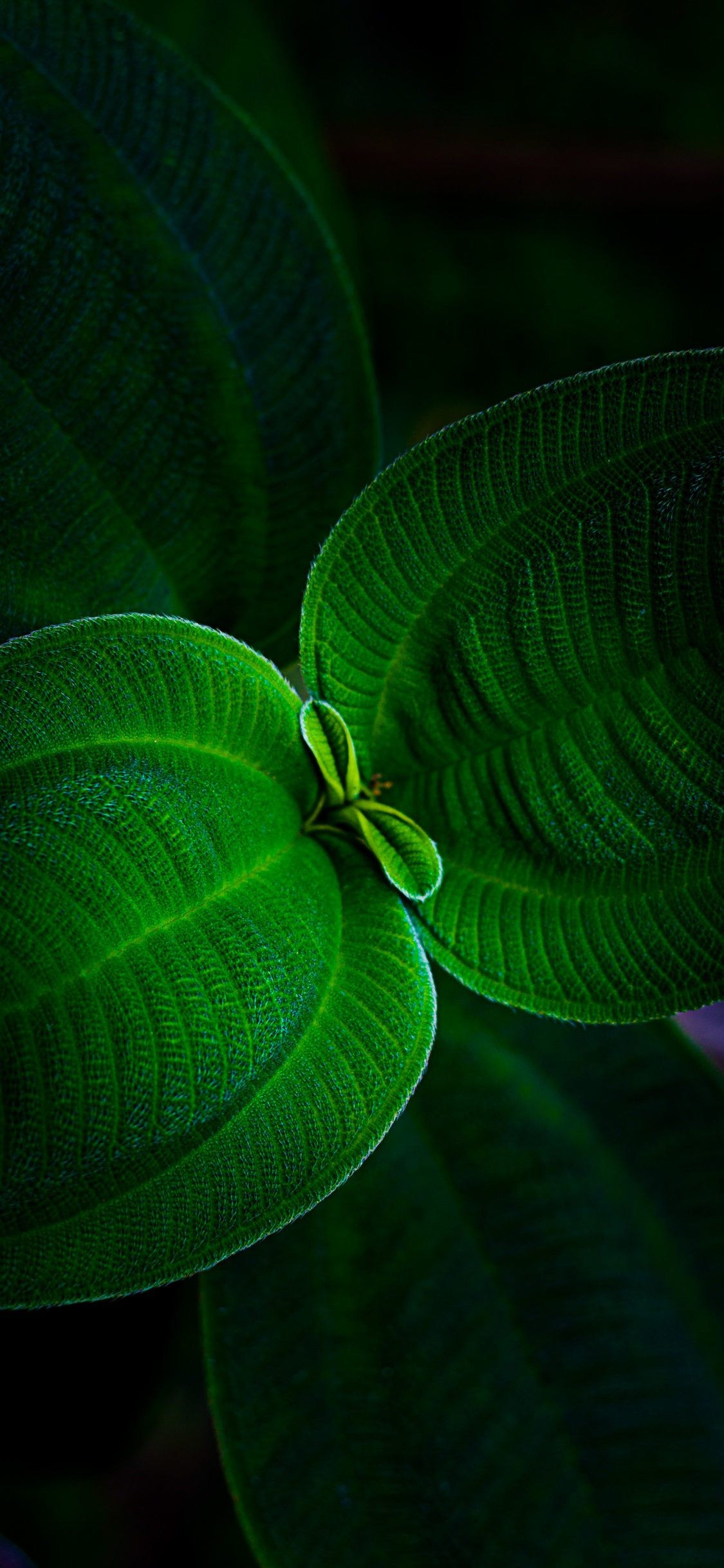 Blatt, Terrestrische Pflanzen, Naturlandschaft, Symmetrie, Blühende Pflanze. Wallpaper in 1125x2436 Resolution