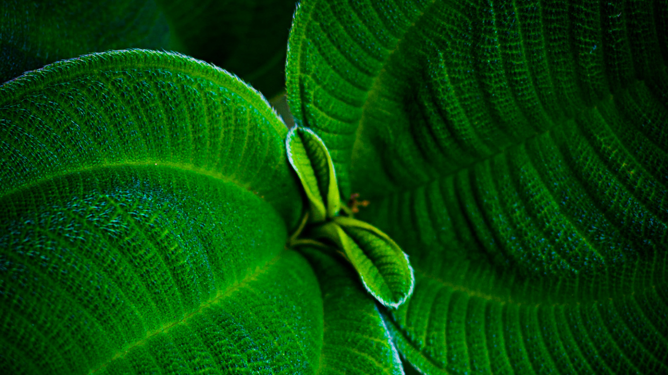 Leaf, Plant, Terrestrial Plant, Natural Landscape, Symmetry. Wallpaper in 1366x768 Resolution