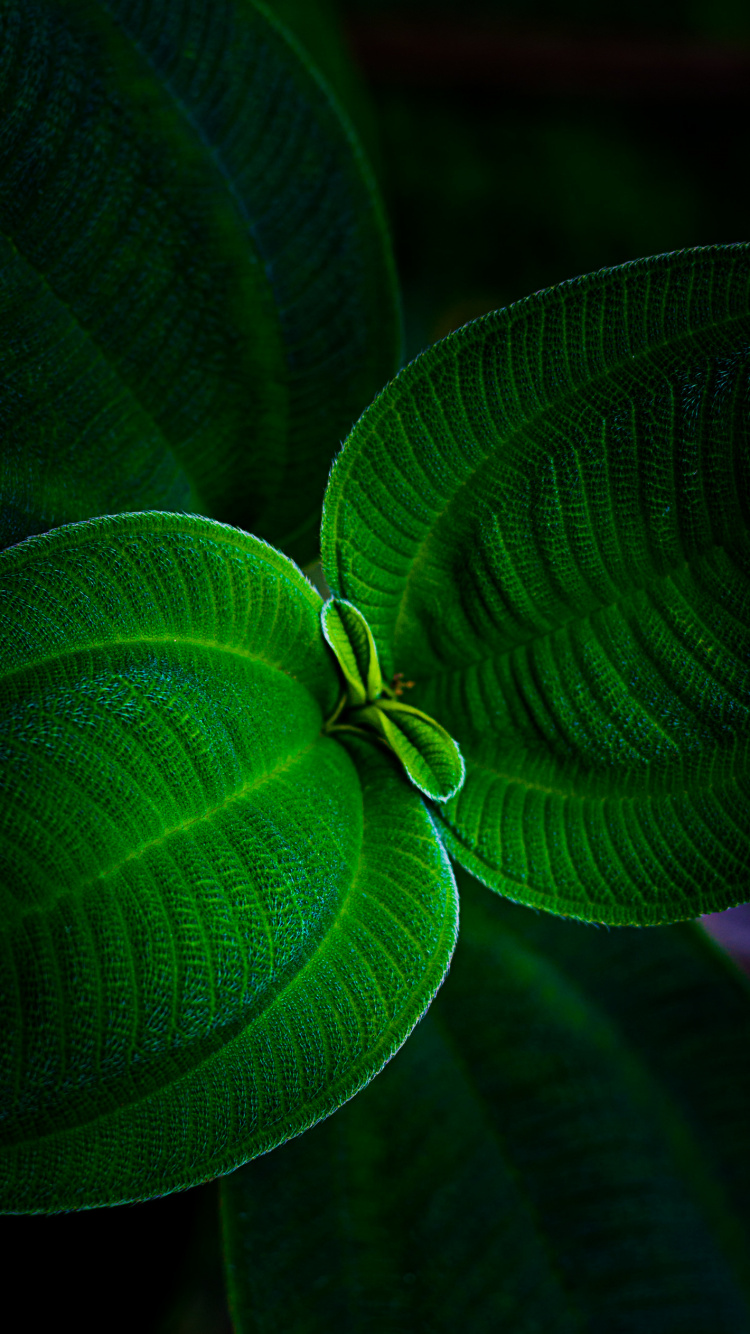 Leaf, Plant, Terrestrial Plant, Natural Landscape, Symmetry. Wallpaper in 750x1334 Resolution