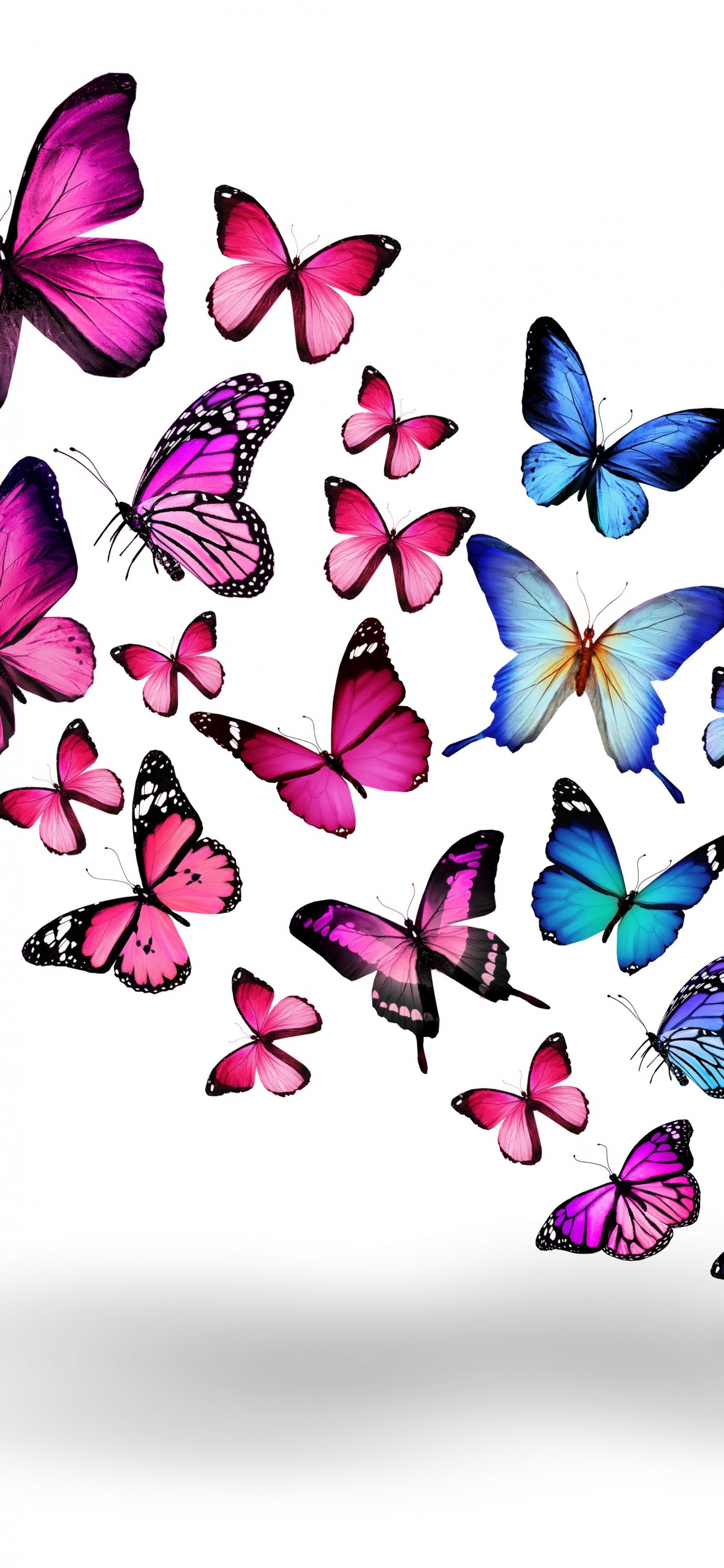 Blaue Und Lila Schmetterlinge Auf Weißem Hintergrund. Wallpaper in 1242x2688 Resolution