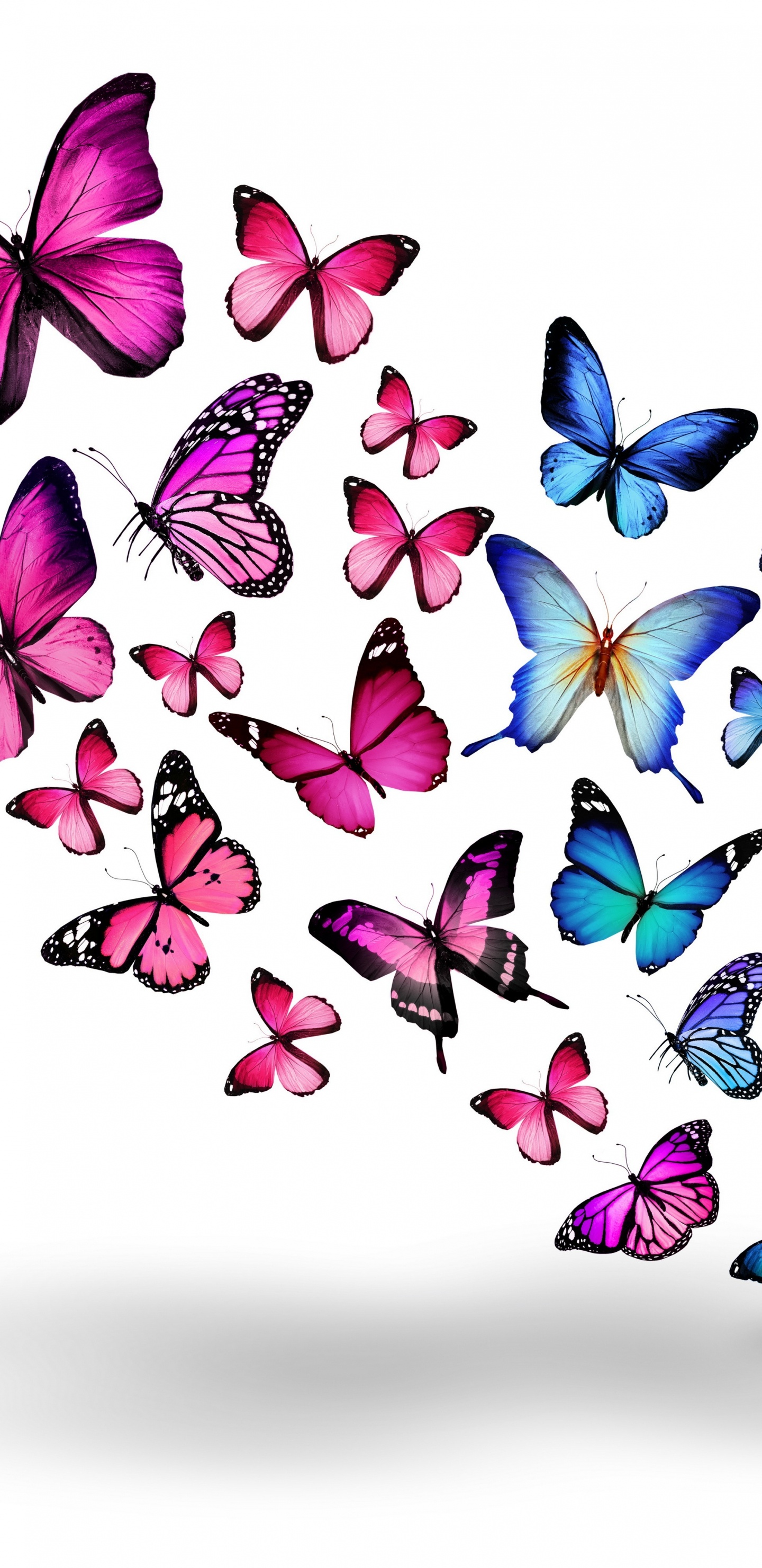 Blaue Und Lila Schmetterlinge Auf Weißem Hintergrund. Wallpaper in 1440x2960 Resolution