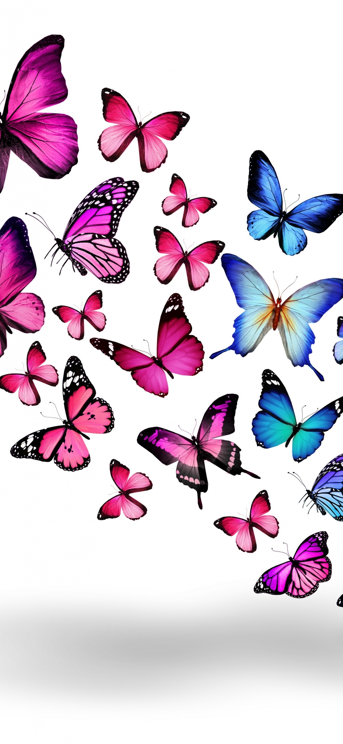 Blue and Purple Butterflies on White Background. Wallpaper in 1125x2436 Resolution