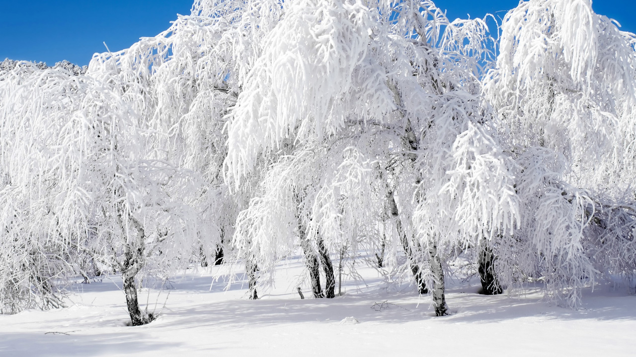 Schneebedeckte Bäume Tagsüber. Wallpaper in 1280x720 Resolution