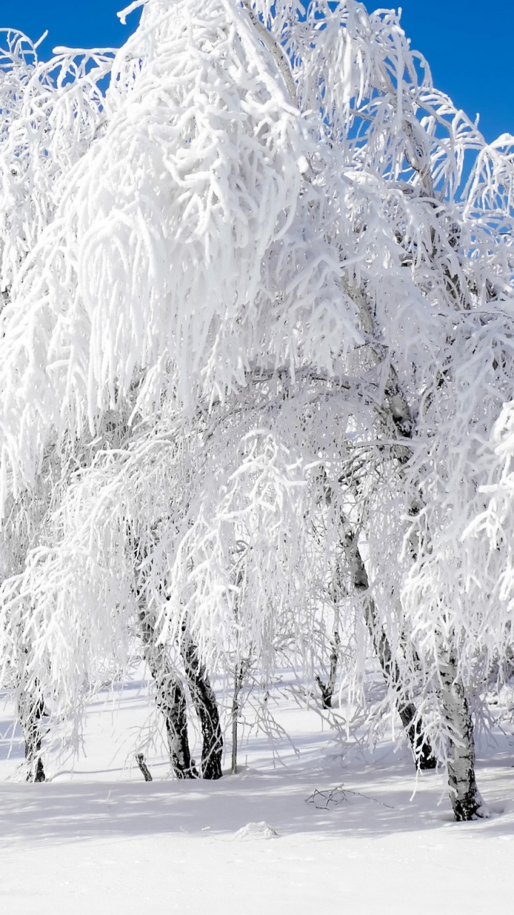 Schneebedeckte Bäume Tagsüber. Wallpaper in 720x1280 Resolution