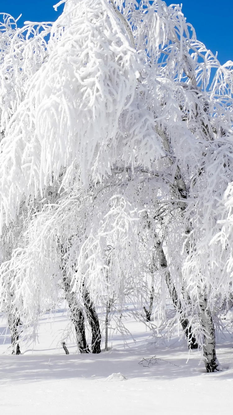 Schneebedeckte Bäume Tagsüber. Wallpaper in 750x1334 Resolution