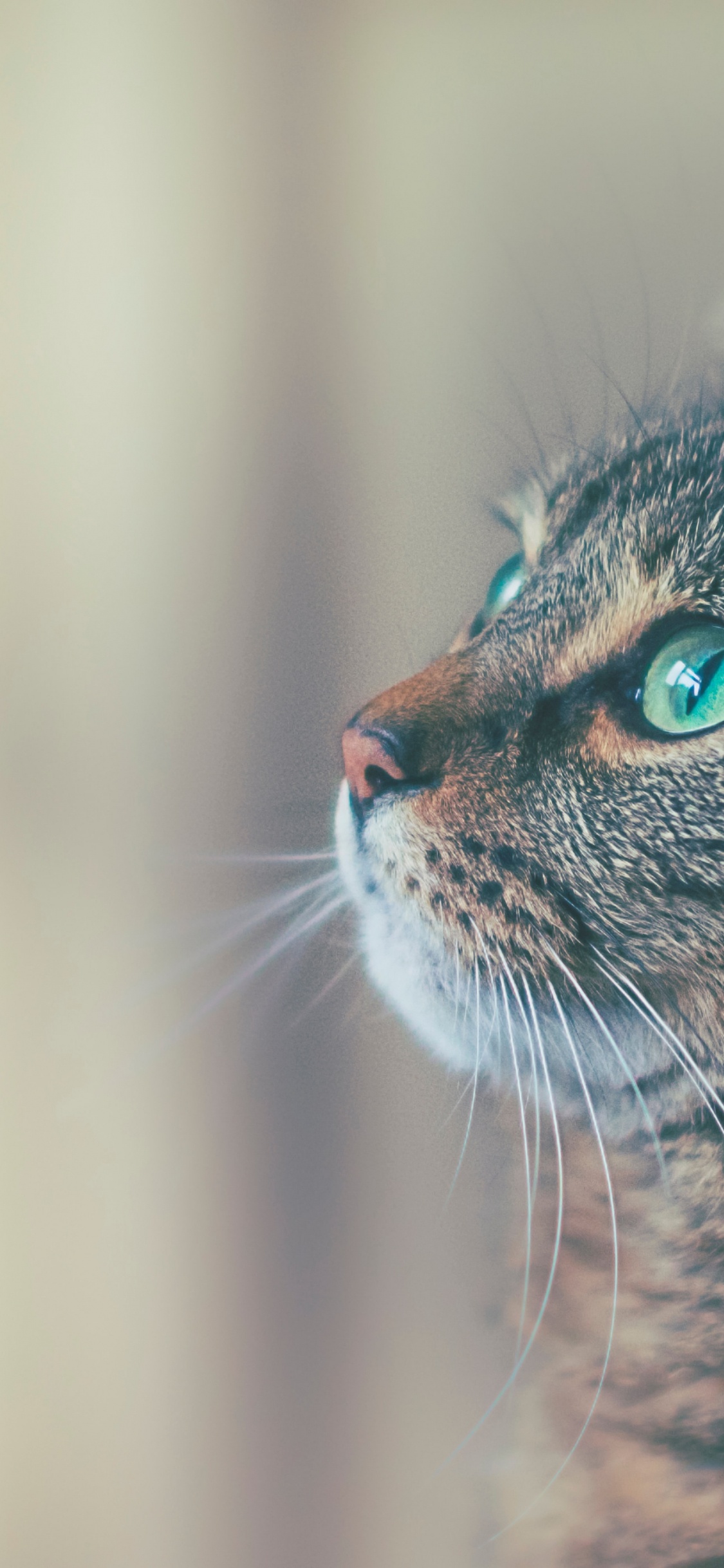 Cat, Great Dane, Veterinarian, City Creatures Animal Hospital, Flying Cloud Animal Hospital. Wallpaper in 1125x2436 Resolution